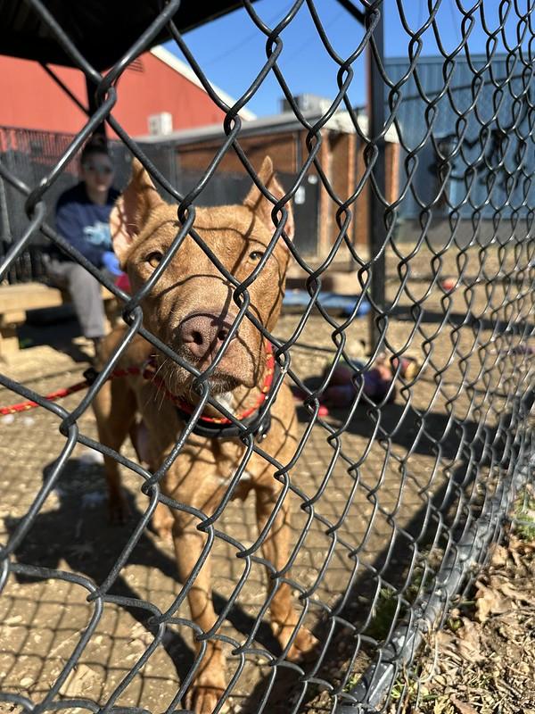 Enlarge Yuki, a ADOPTABLE Mixed Breed in Philadelphia, PA image 3/4