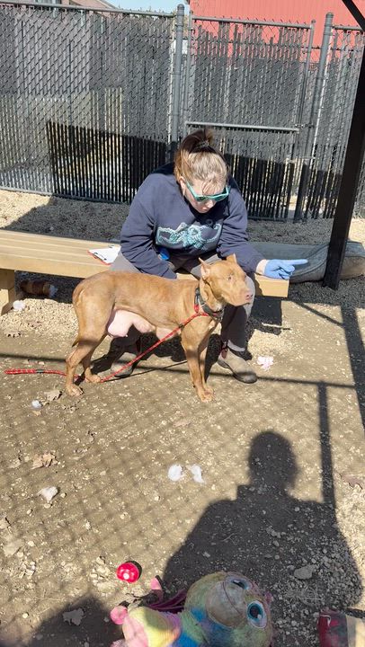 Enlarge Yuki, a ADOPTABLE Mixed Breed in Philadelphia, PA video 4/4