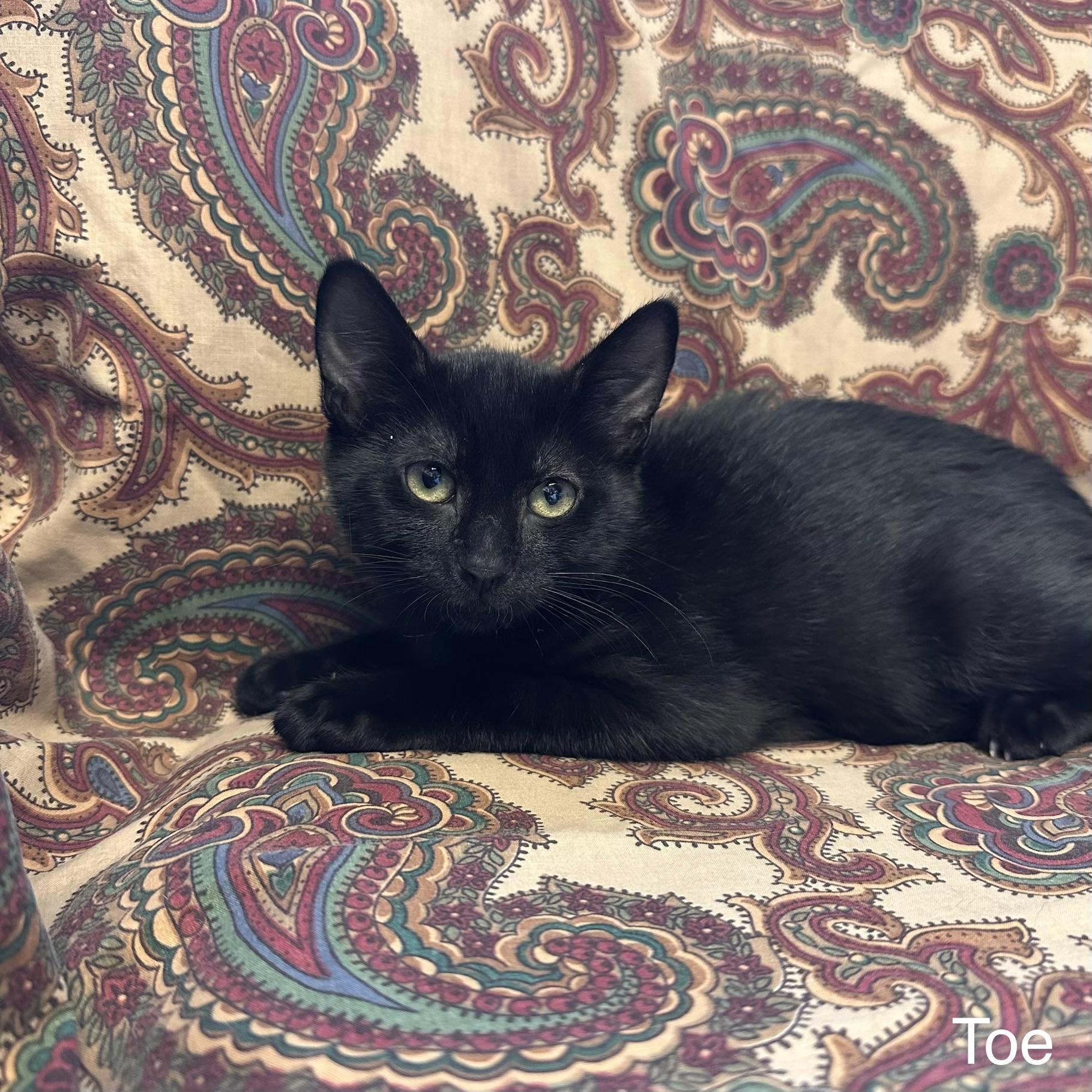 Toe - Phalanges Litter, adopted, Young Female Domestic Short Hair.