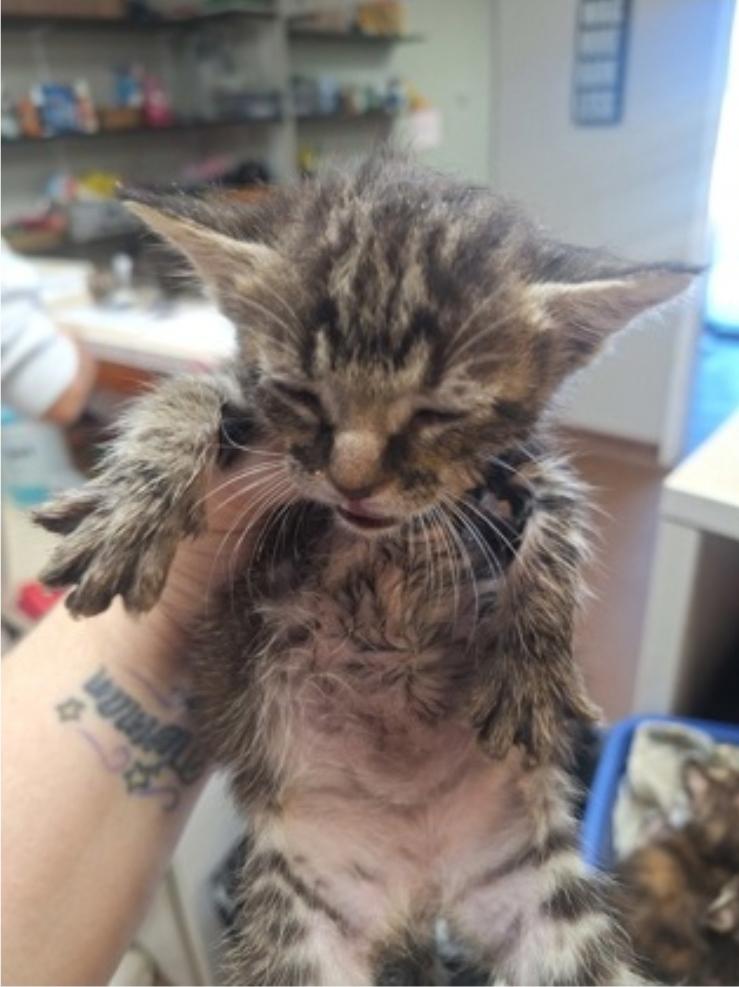 Enlarge Milly, a Adoptable Domestic Short Hair in Winfield, KS image 1/1