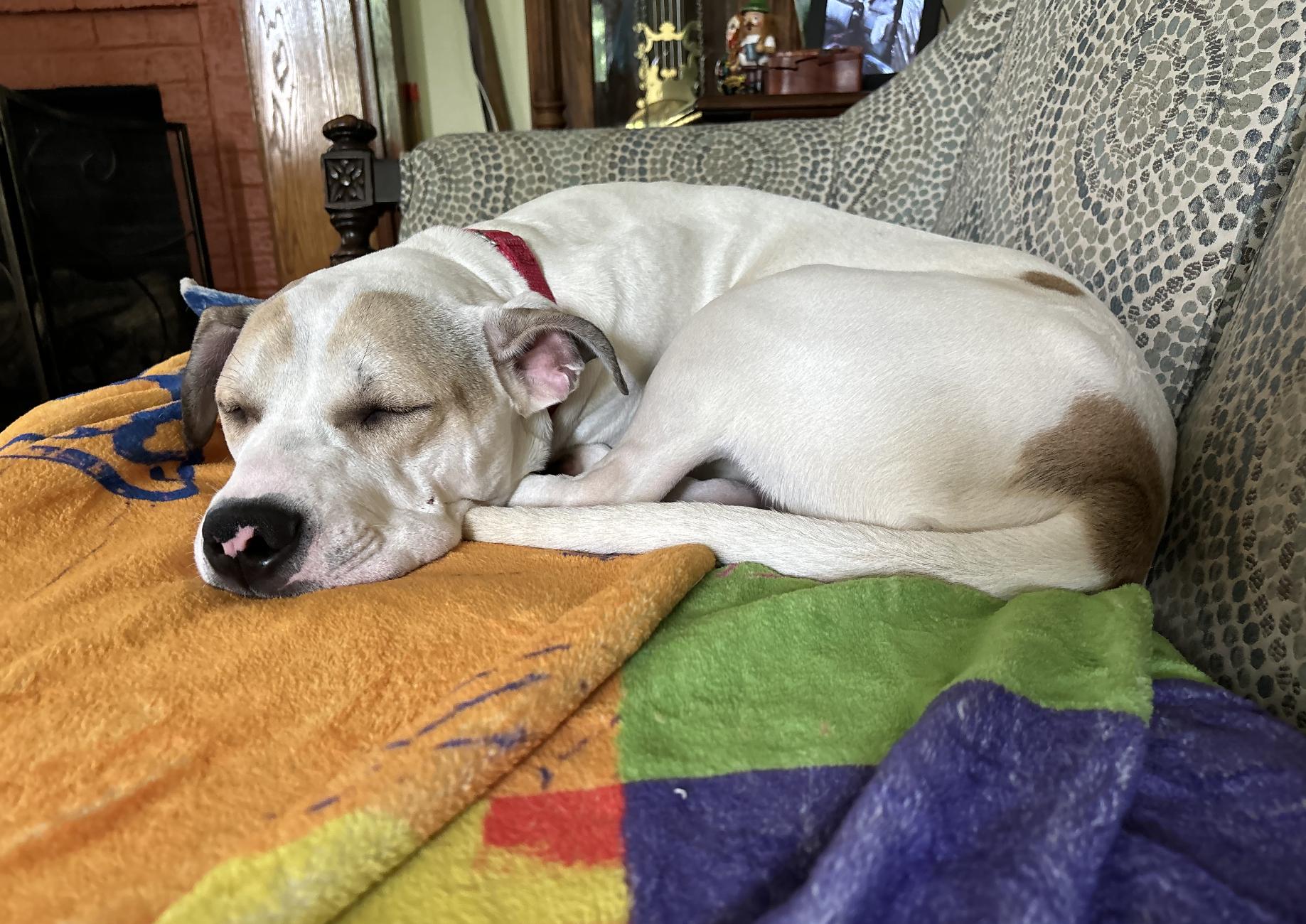 Dog for adoption Otto, a Pit Bull Terrier in Perrysburg, OH Petfinder