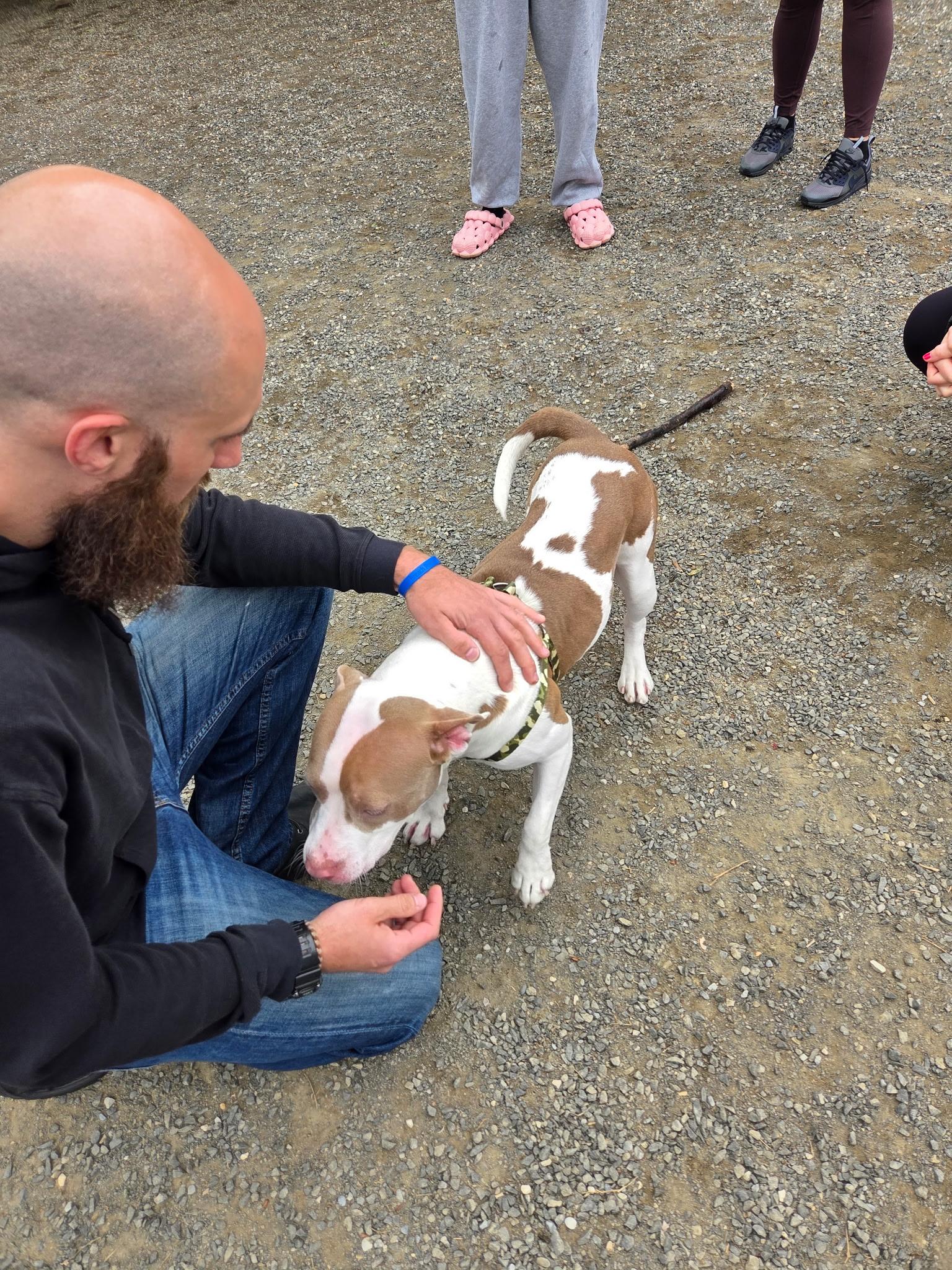 Queen, Adopted, Young Female Pit Bull Terrier.