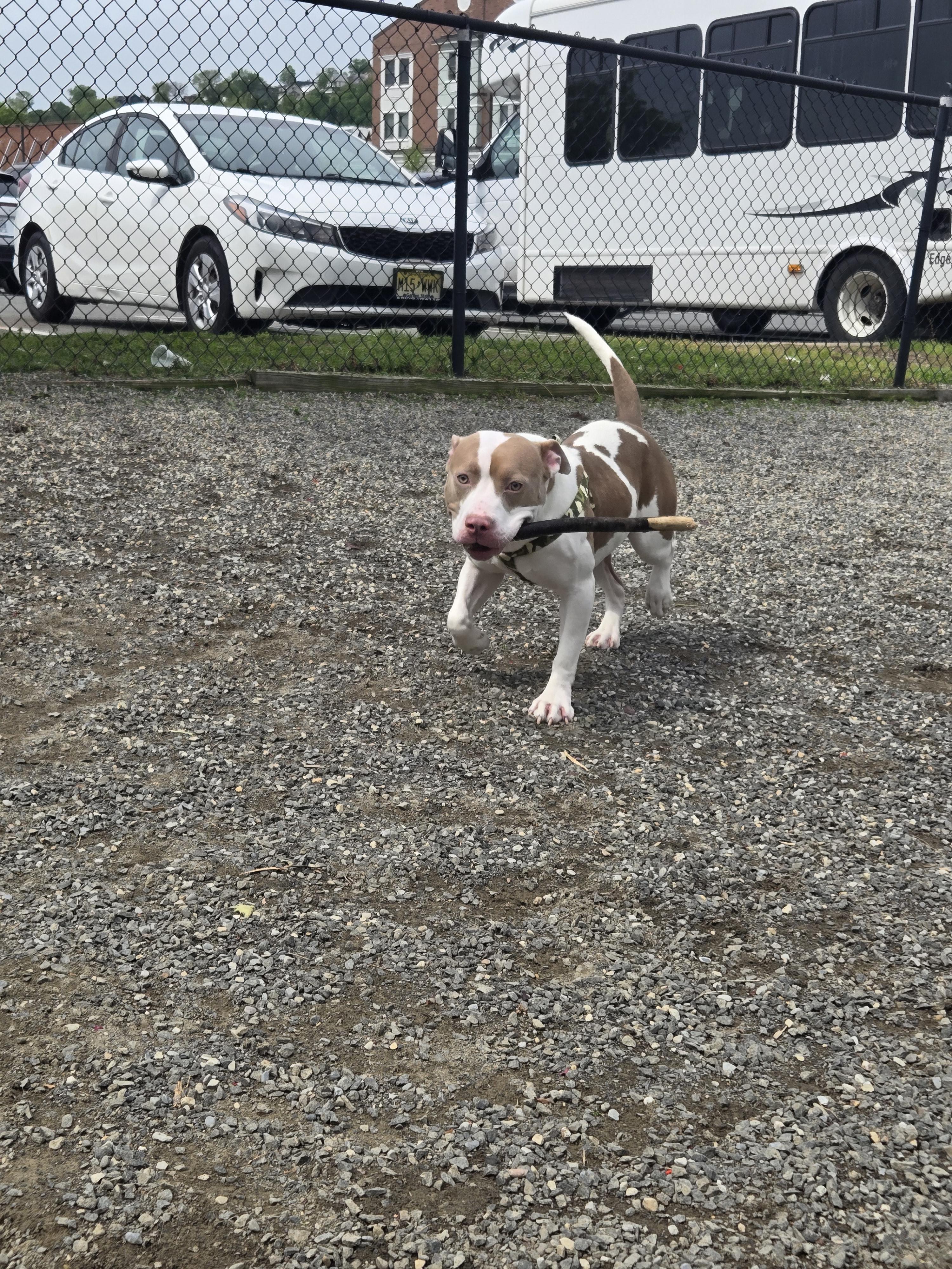 Queen, a Adopted Pit Bull Terrier in Lincoln Park, NJ image 2/4