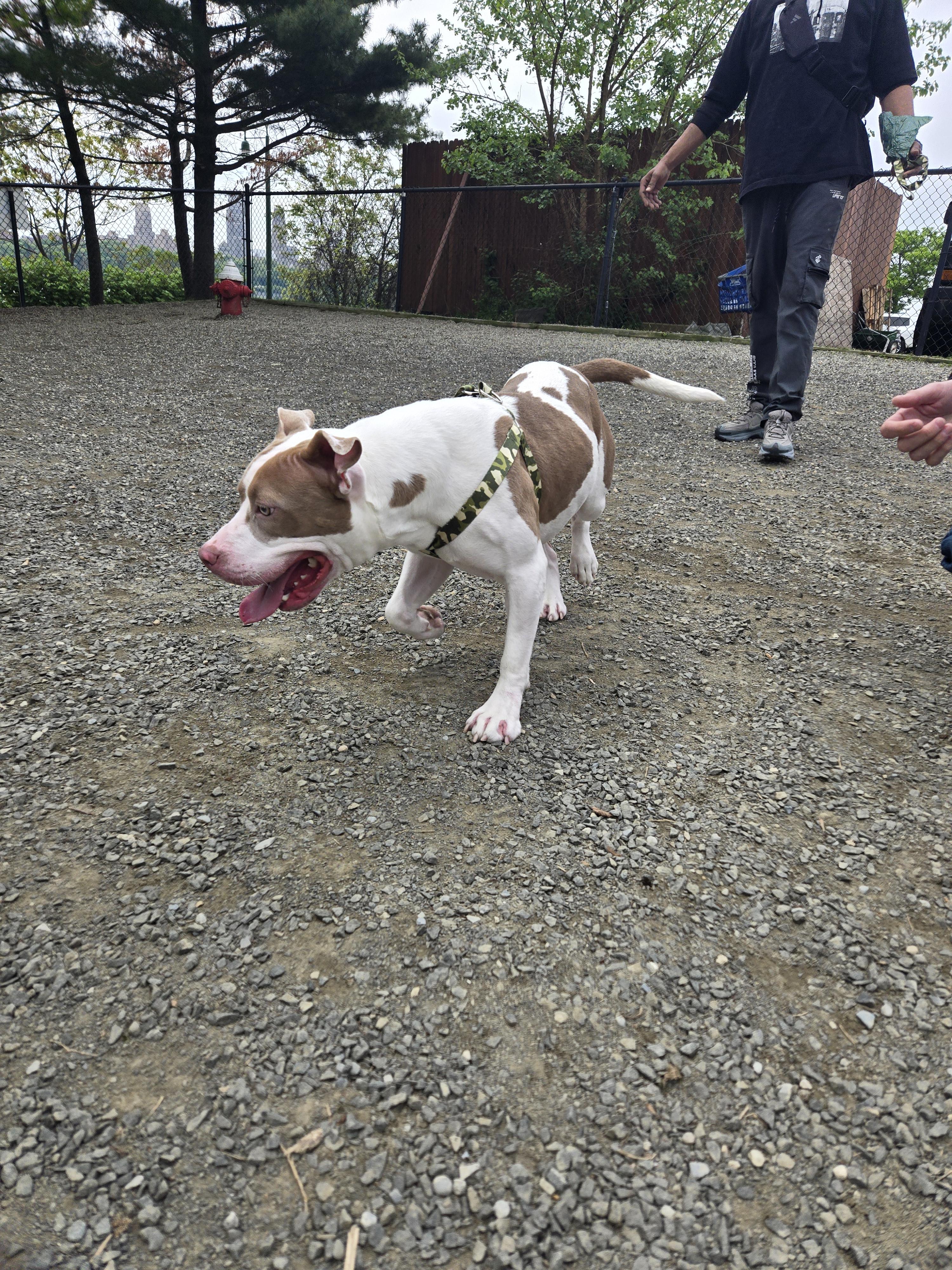 Queen, a Adopted Pit Bull Terrier in Lincoln Park, NJ image 3/4