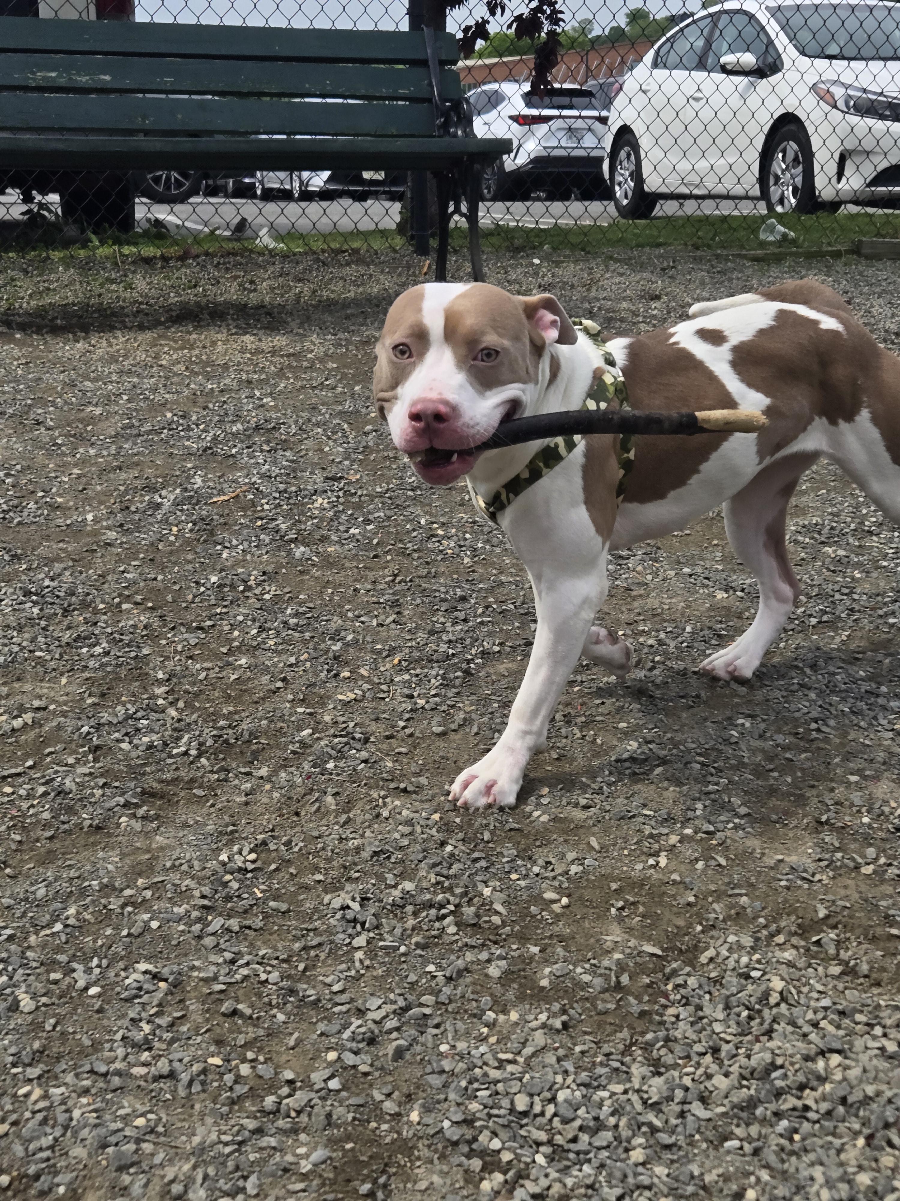 Queen, a Adopted Pit Bull Terrier in Lincoln Park, NJ image 4/4