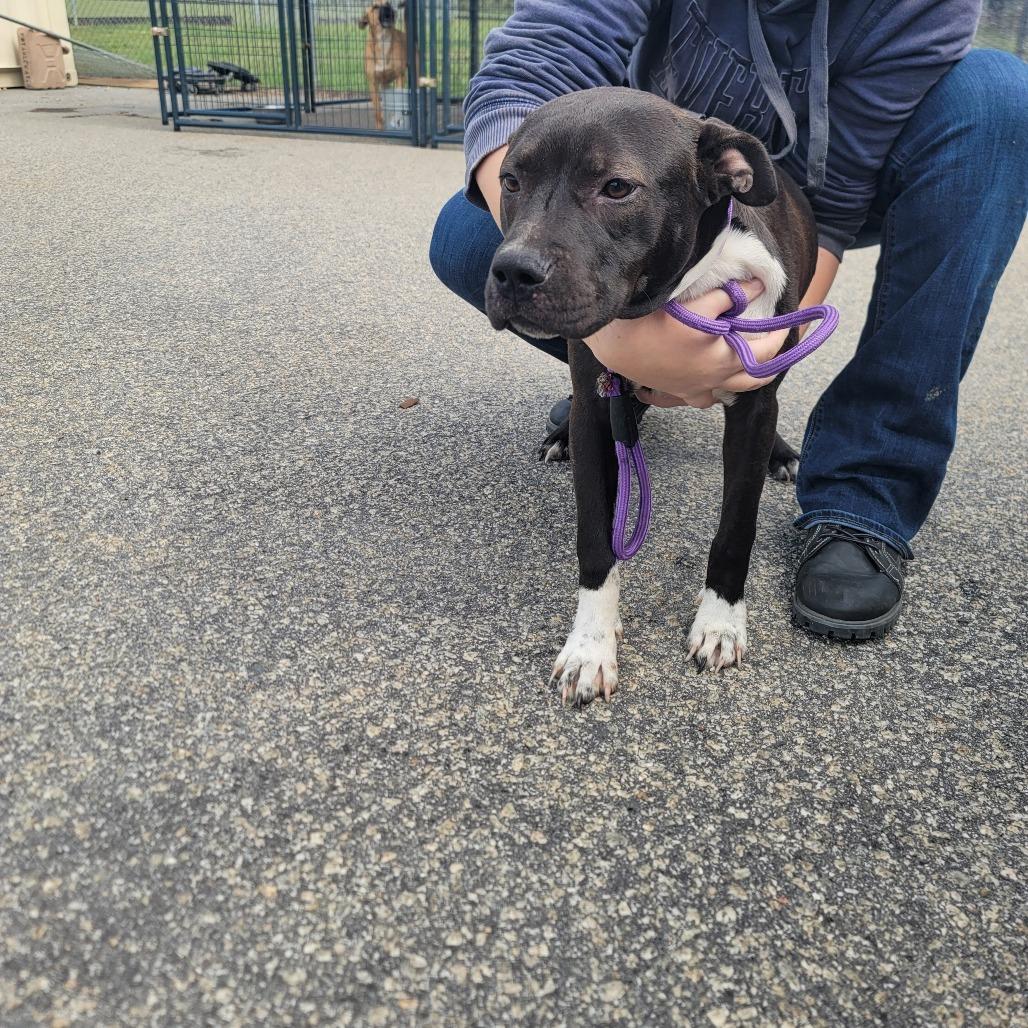 Drake, Adoptable, Adult Male Pit Bull Terrier & Mixed Breed.