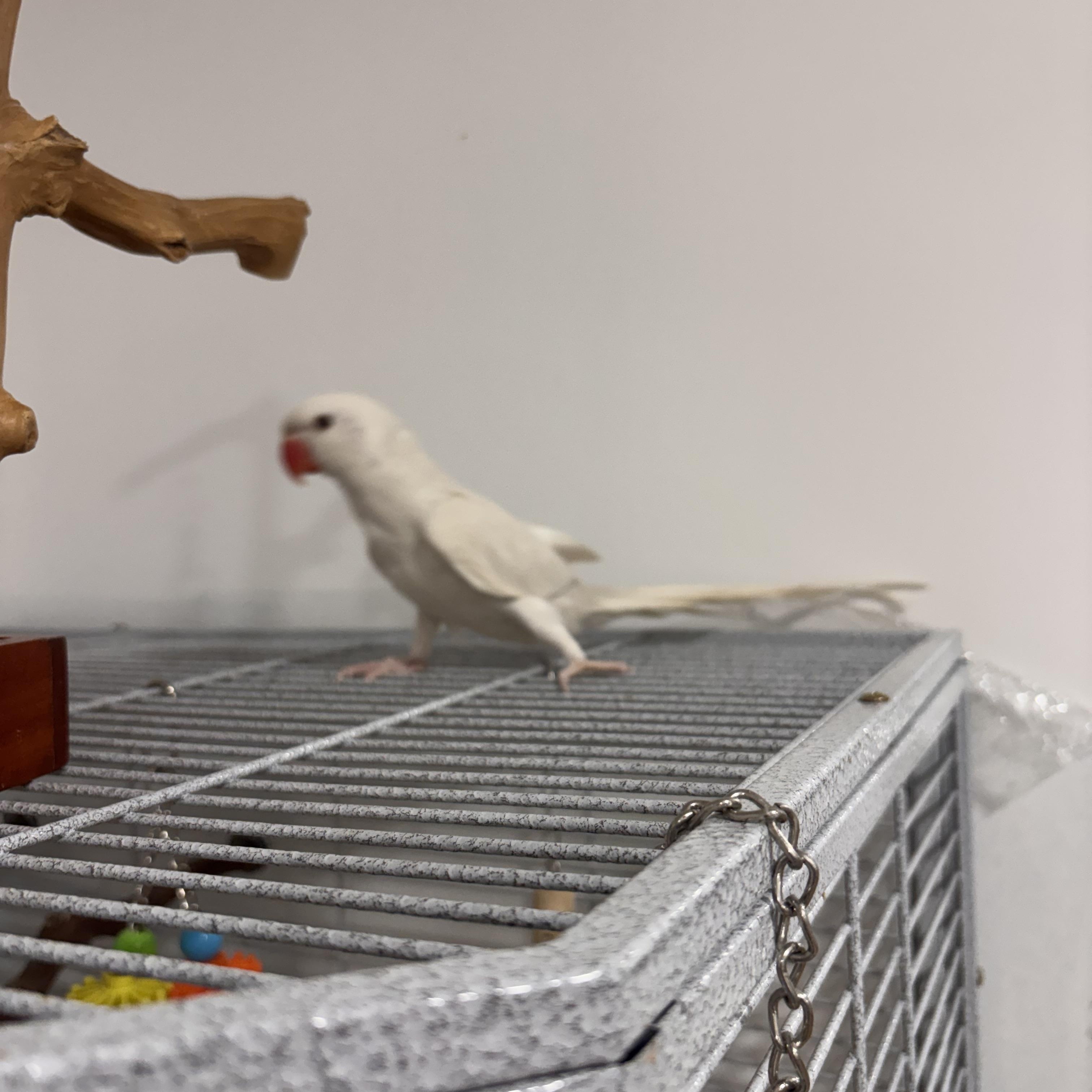 Casper, an adopted Ringneck / Psittacula in Corona, CA image 2/2