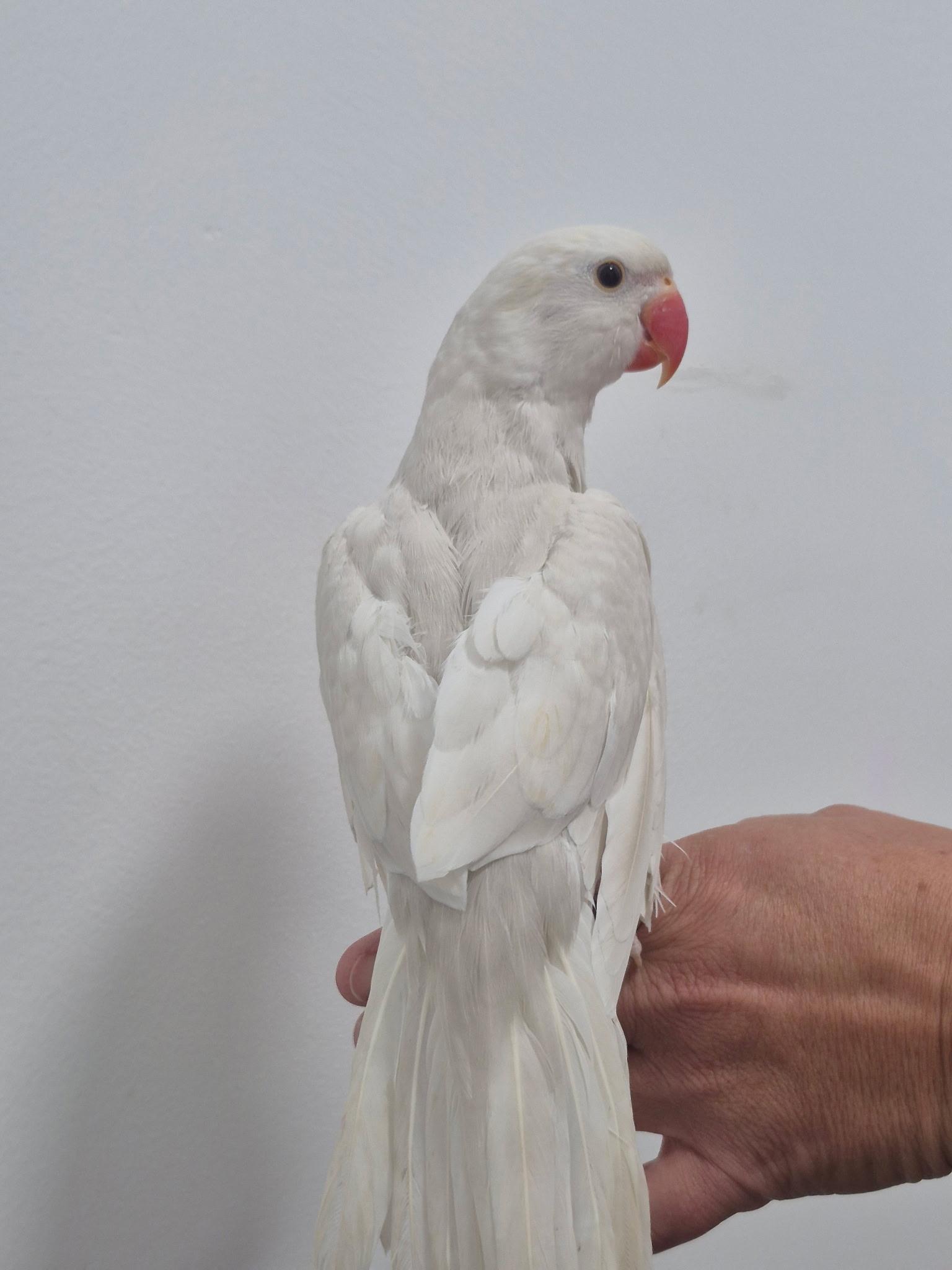 Casper, adopted, Young Male Ringneck / Psittacula.