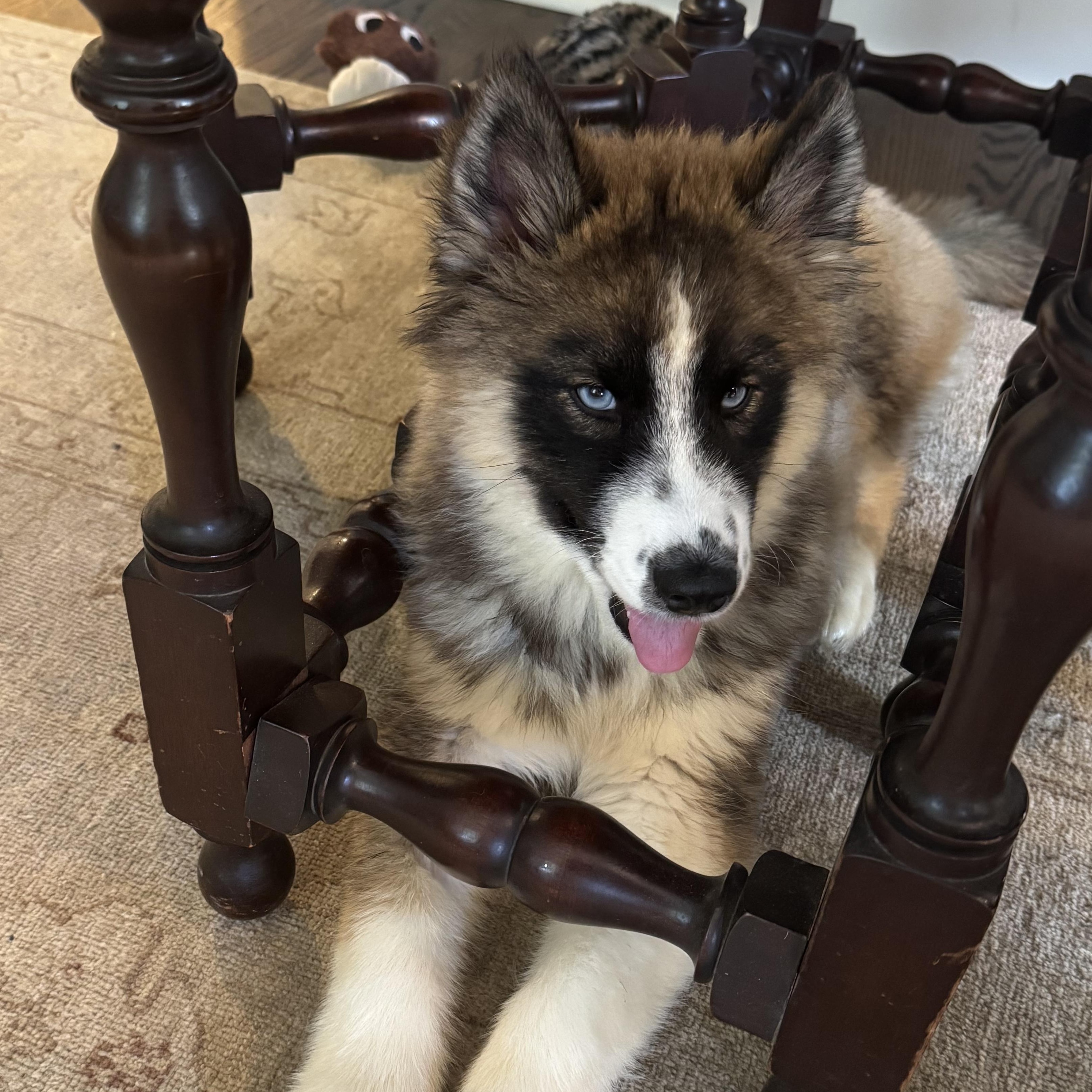 Enlarge Haaland, a Adoptable Siberian Husky in Richmond, VA image 3/5