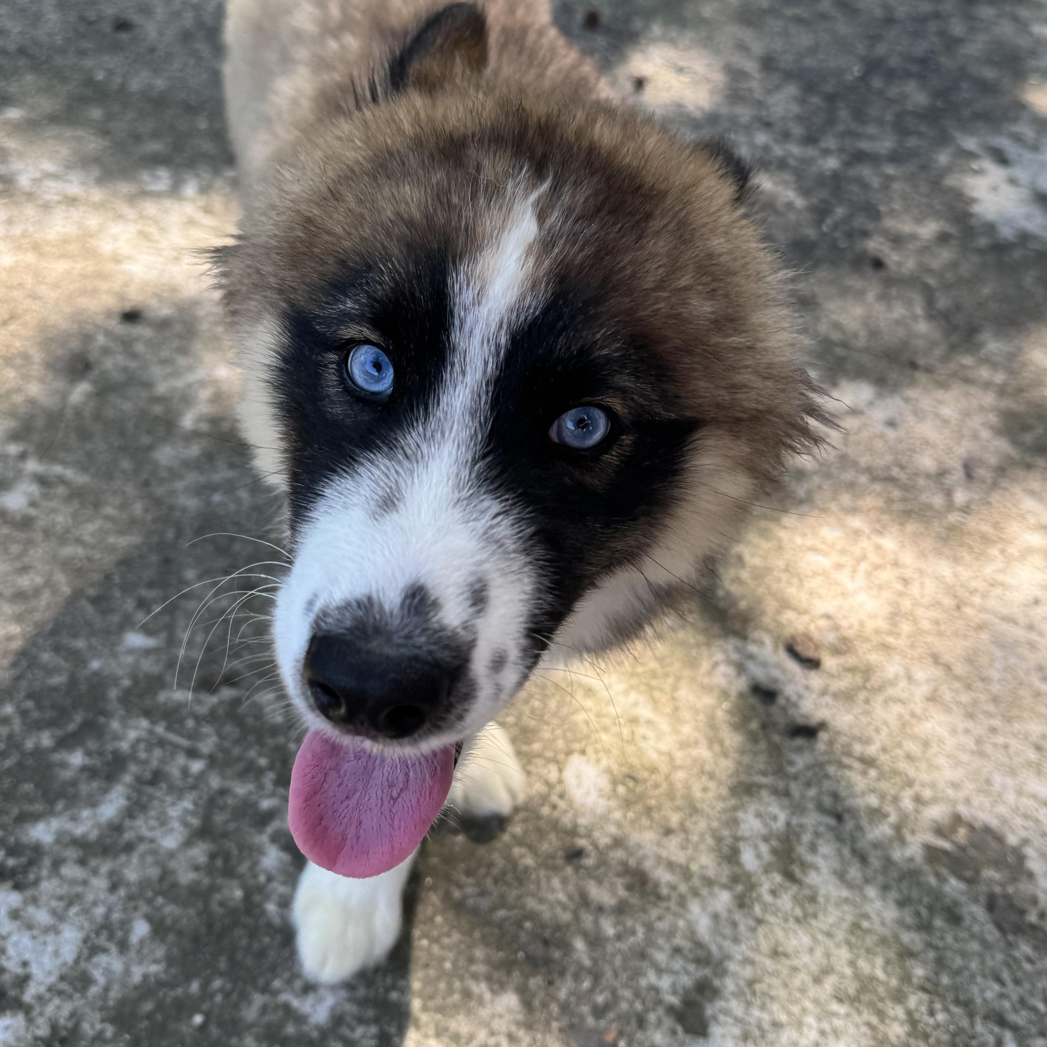 Enlarge Haaland, a Adoptable Siberian Husky in Richmond, VA image 2/5