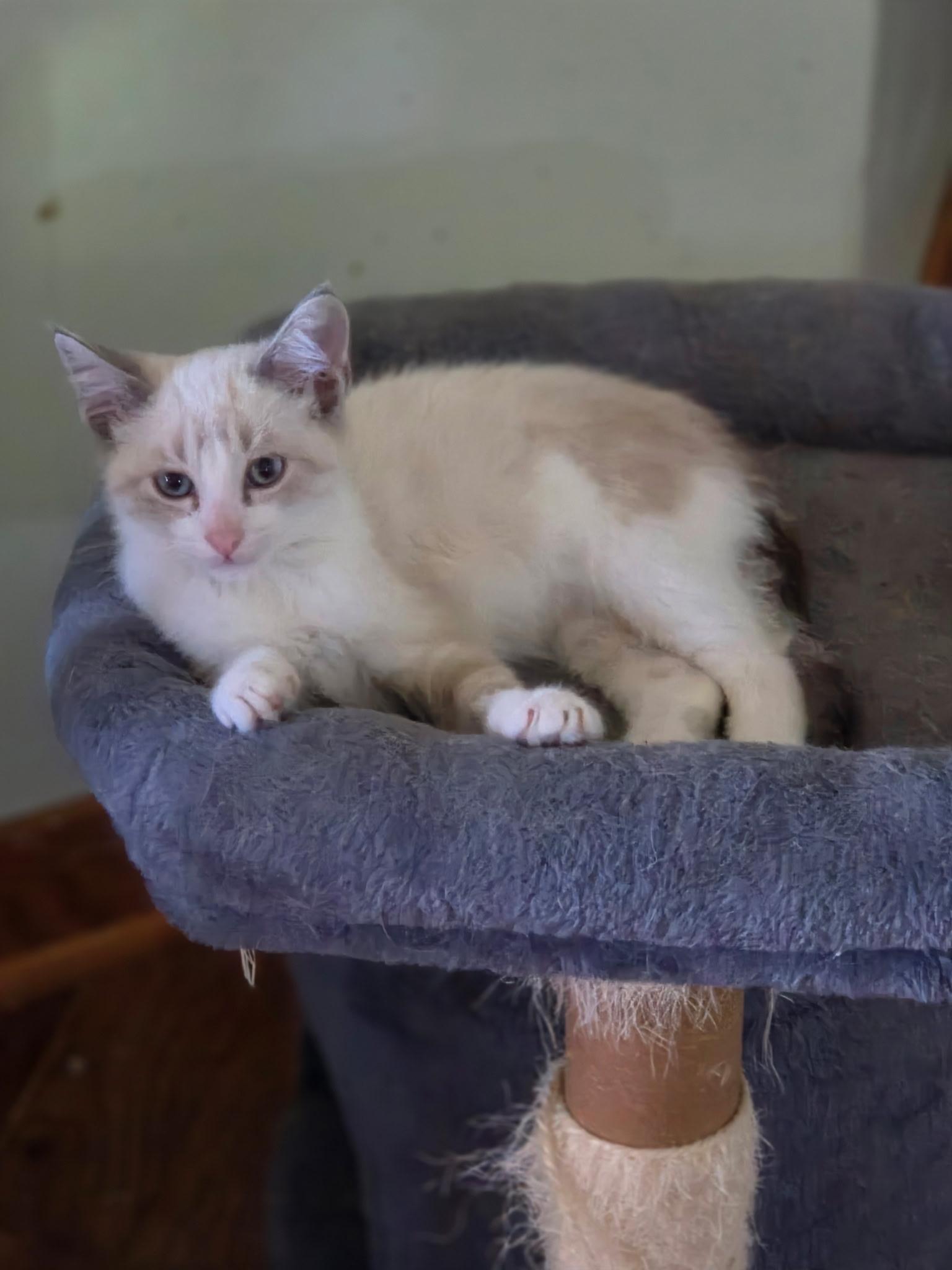 Enlarge Arthur, a Adoptable Domestic Medium Hair in Glenwood City, WI image 2/2