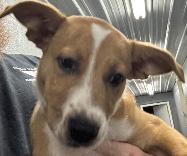 Pablo, Adoptable, Young Male Pit Bull Terrier.