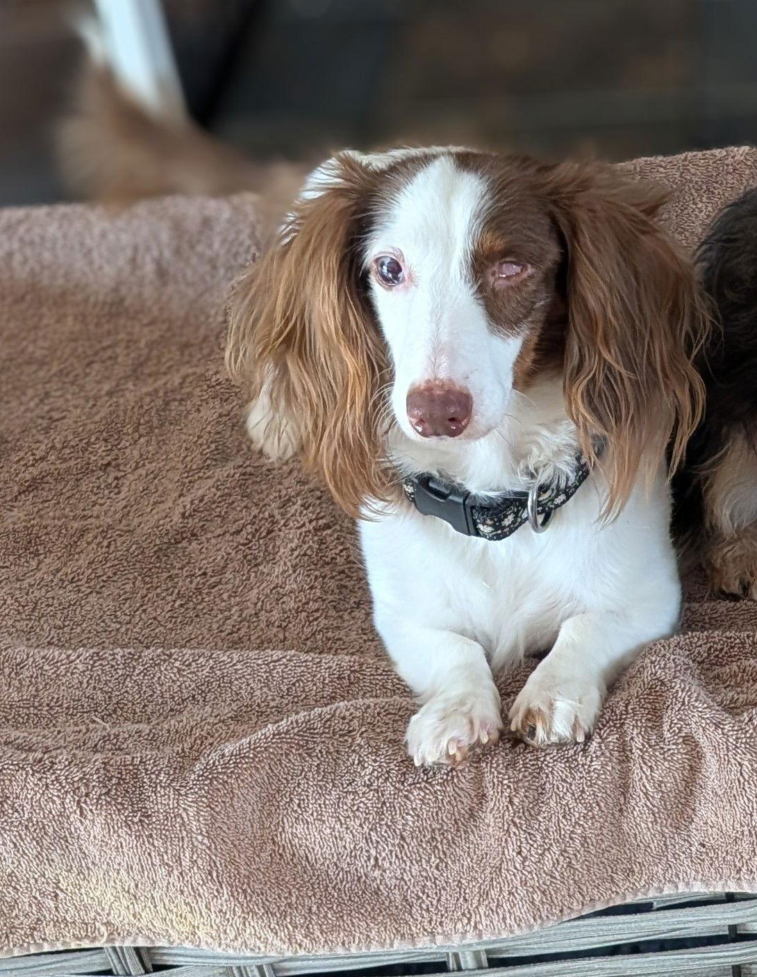 Enlarge Anna, a Adoptable Dachshund in Sioux Falls, SD image 1/3