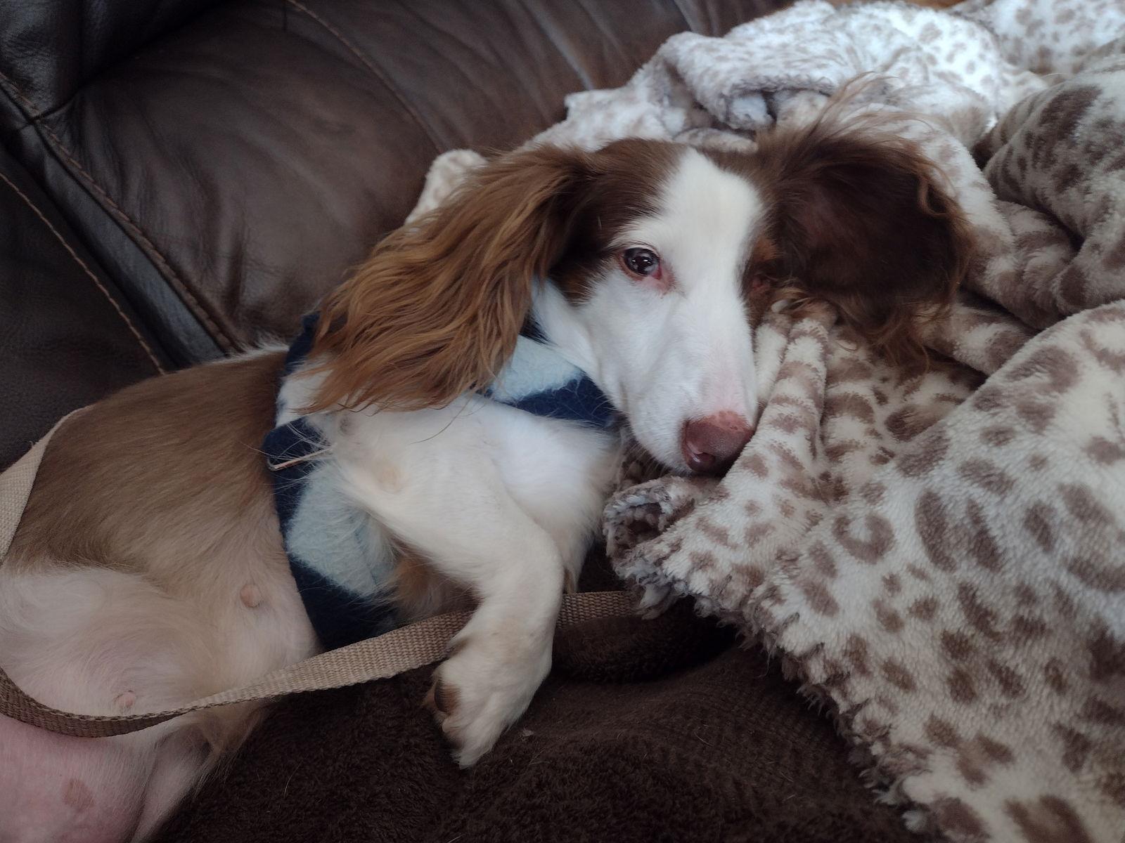 Anna, Adoptable, Adult Female Dachshund.