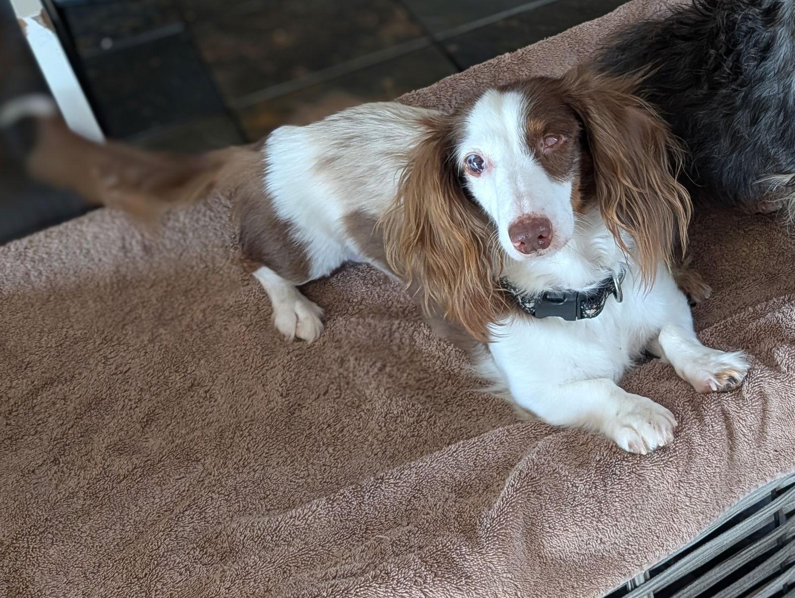 Enlarge Anna, a Adoptable Dachshund in Sioux Falls, SD image 3/3