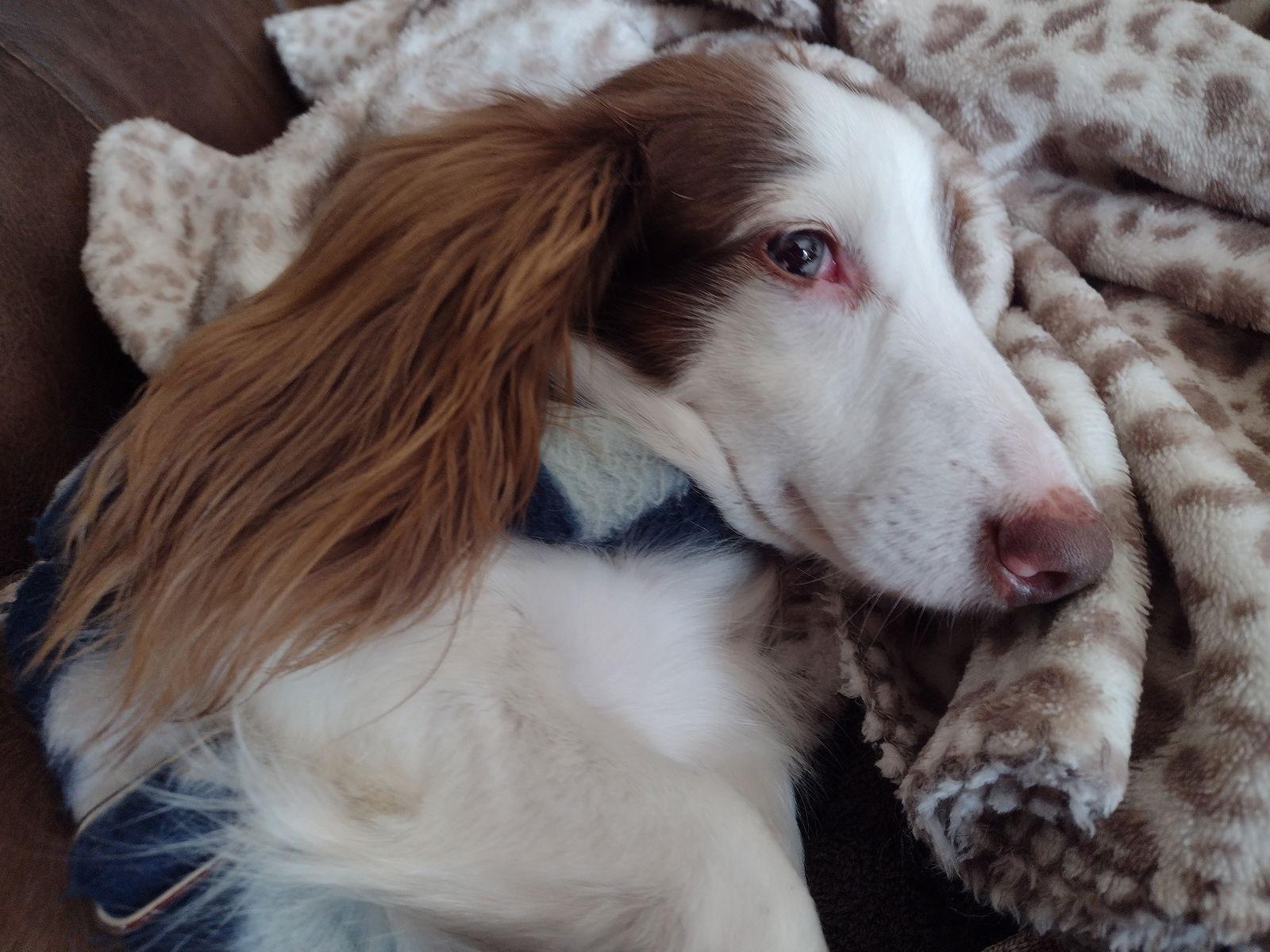 Anna, a Adoptable Dachshund in Sioux Falls, SD image 2/2