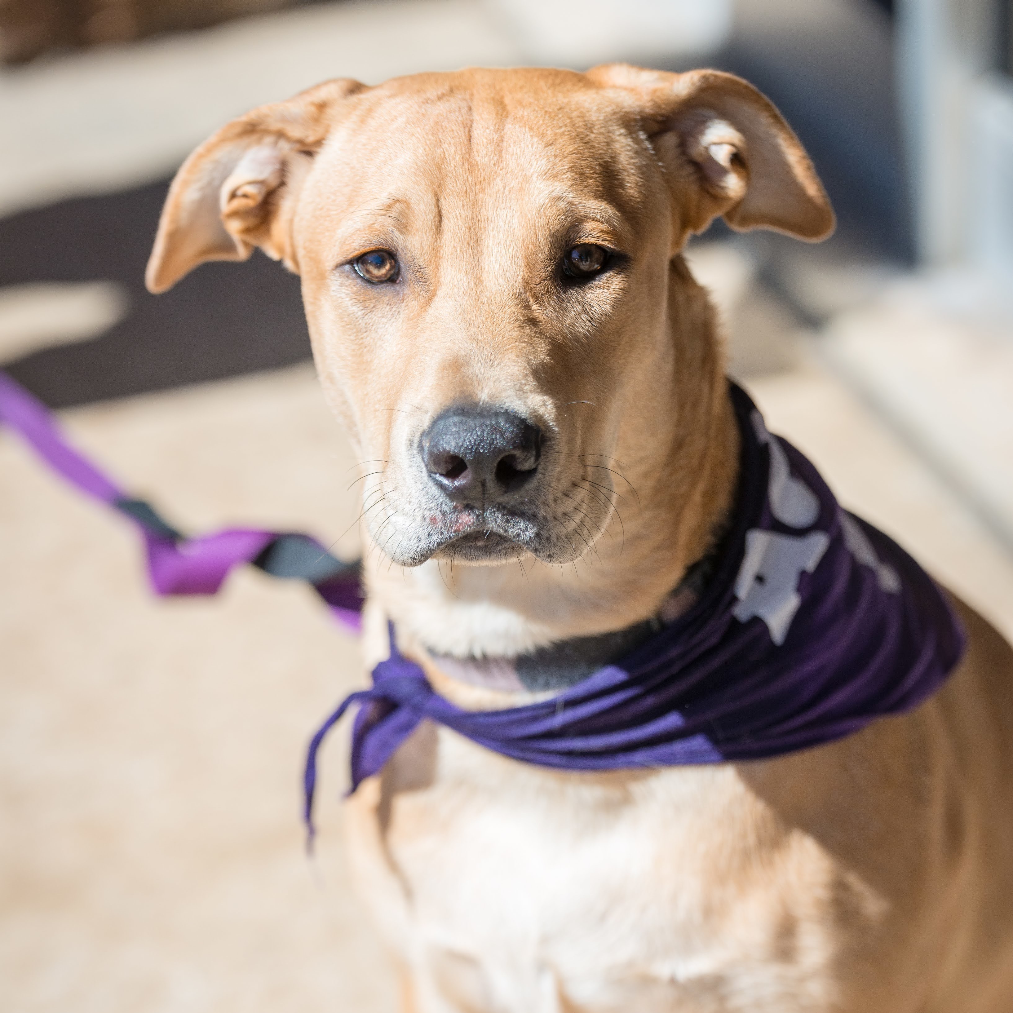 Simba Wole, a Adoptable mixed breed in Springfield, MO image 1/10