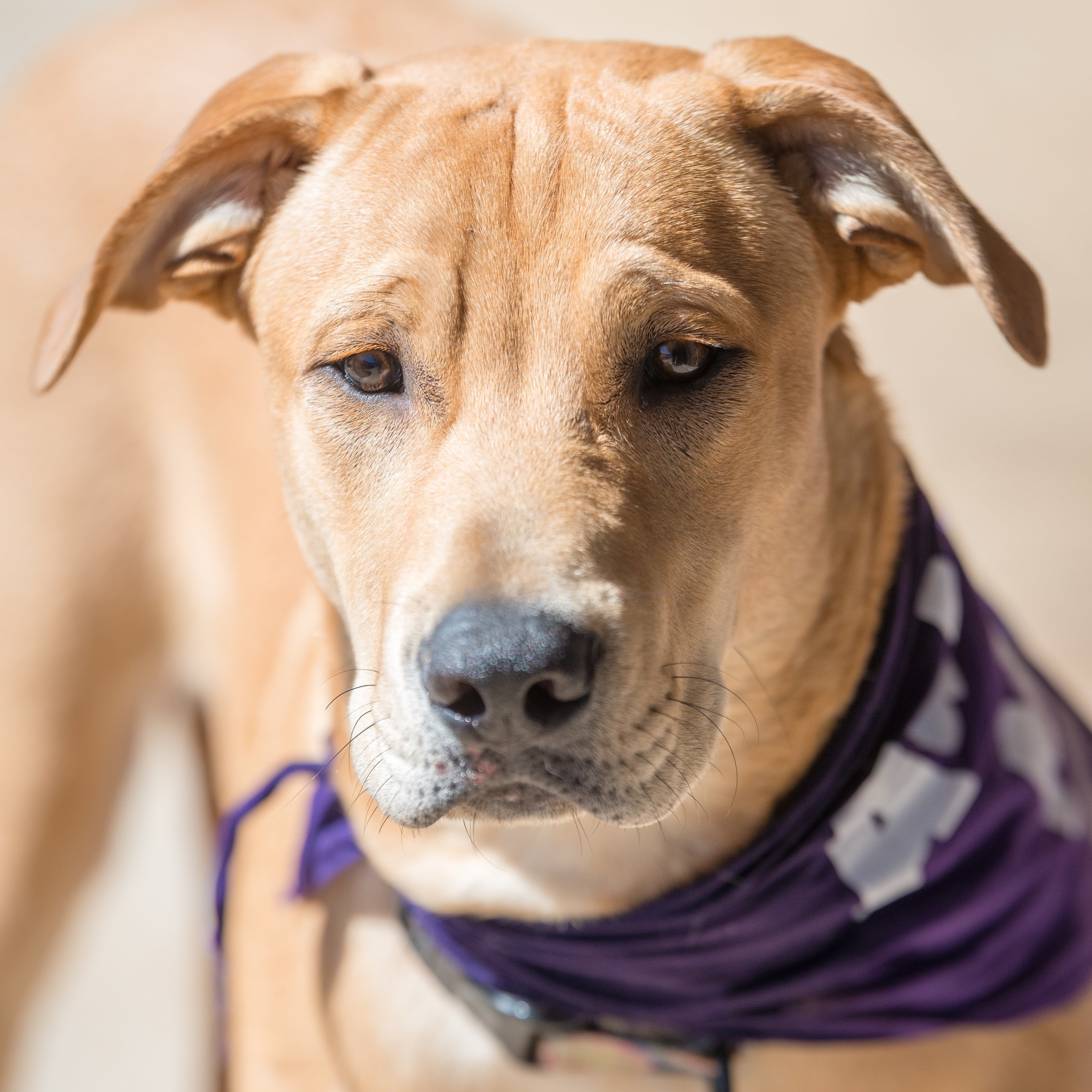 Simba Wole, a Adoptable mixed breed in Springfield, MO image 2/10