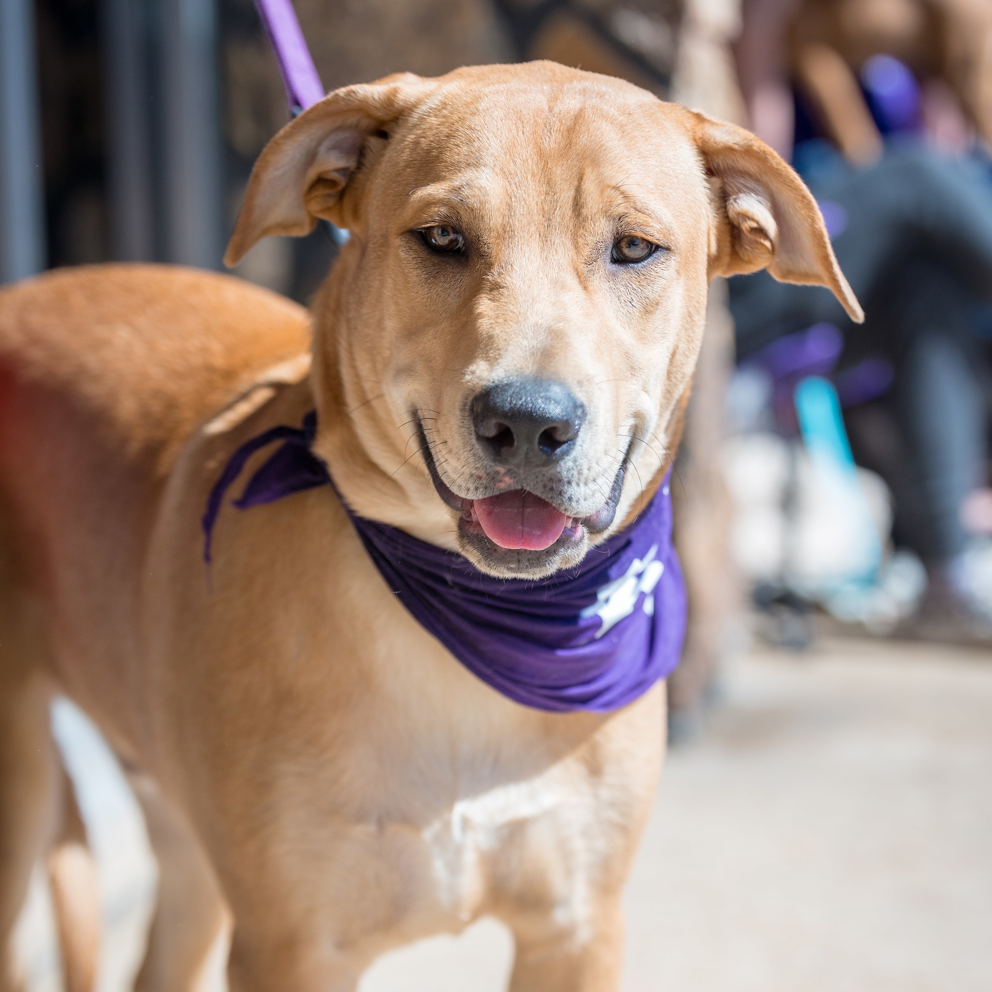 Simba Wole, an adoptable Labrador Retriever, Australian Cattle Dog / Blue Heeler in Springfield, MO, 65804 | Photo Image 1
