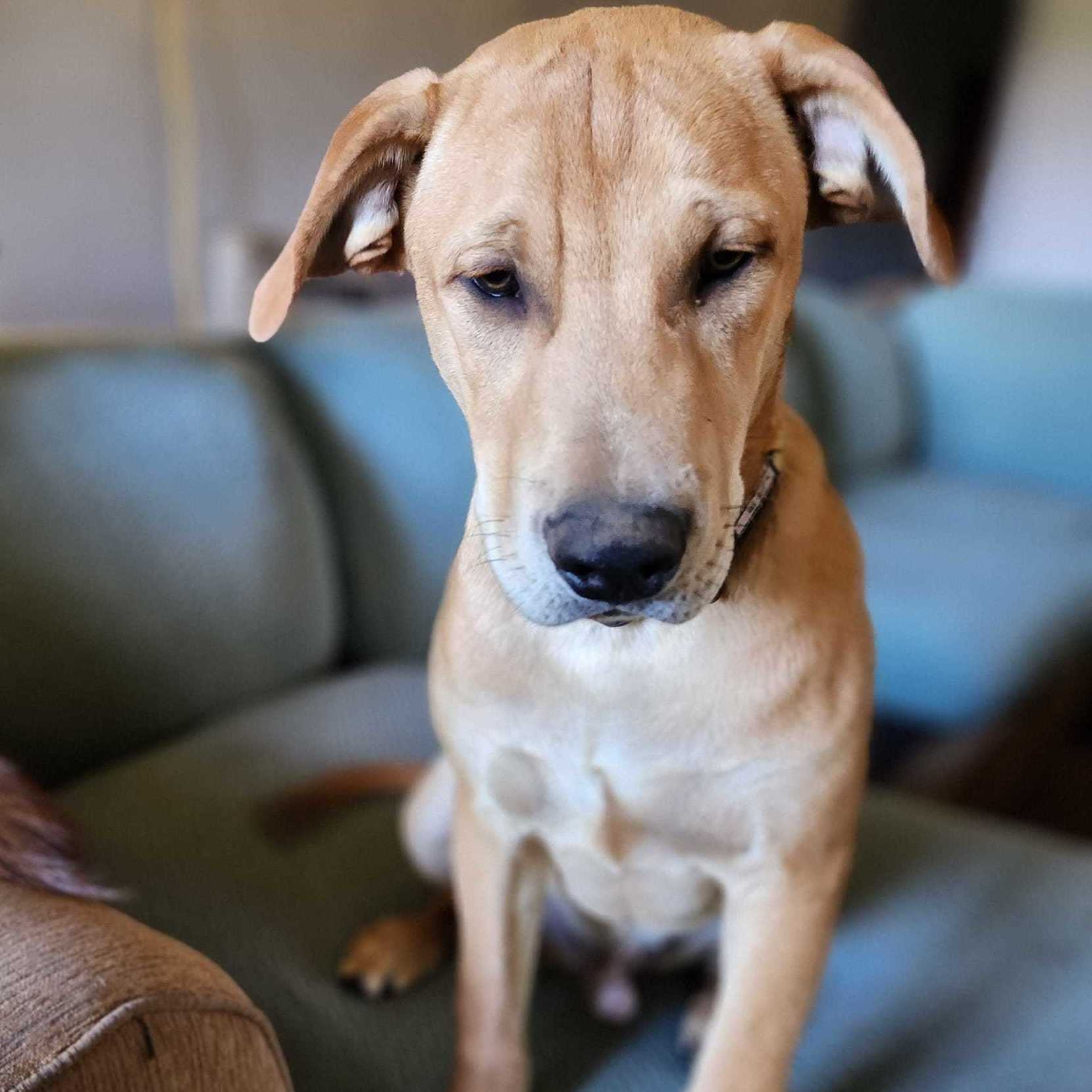 Simba Wole, an adoptable Labrador Retriever, Australian Cattle Dog / Blue Heeler in Springfield, MO, 65804 | Photo Image 3