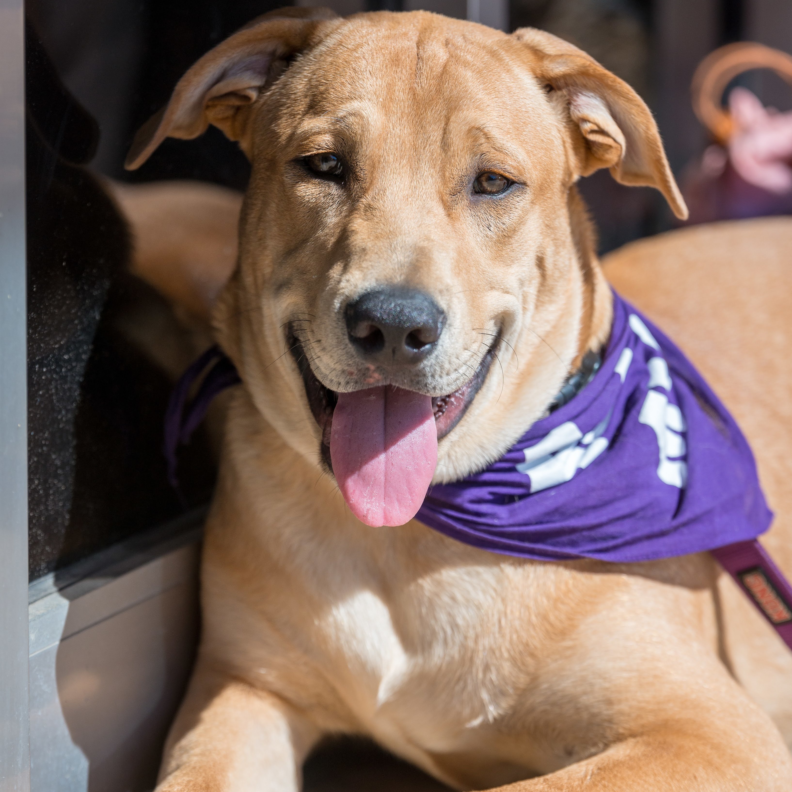 Simba Wole, an adoptable Labrador Retriever, Australian Cattle Dog / Blue Heeler in Springfield, MO, 65804 | Photo Image 5