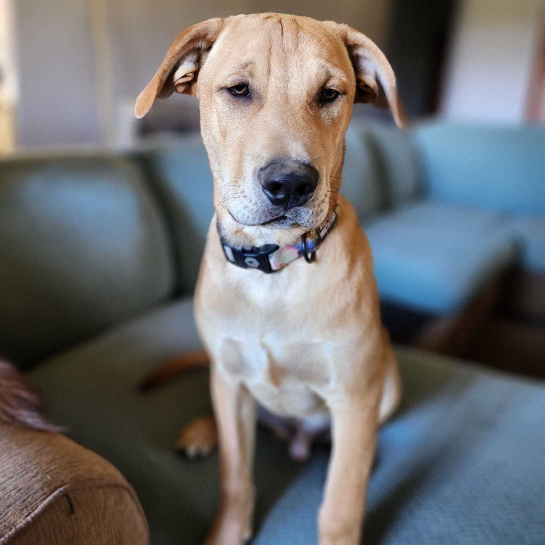 Simba Wole, an adoptable Labrador Retriever, Australian Cattle Dog / Blue Heeler in Springfield, MO, 65804 | Photo Image 2