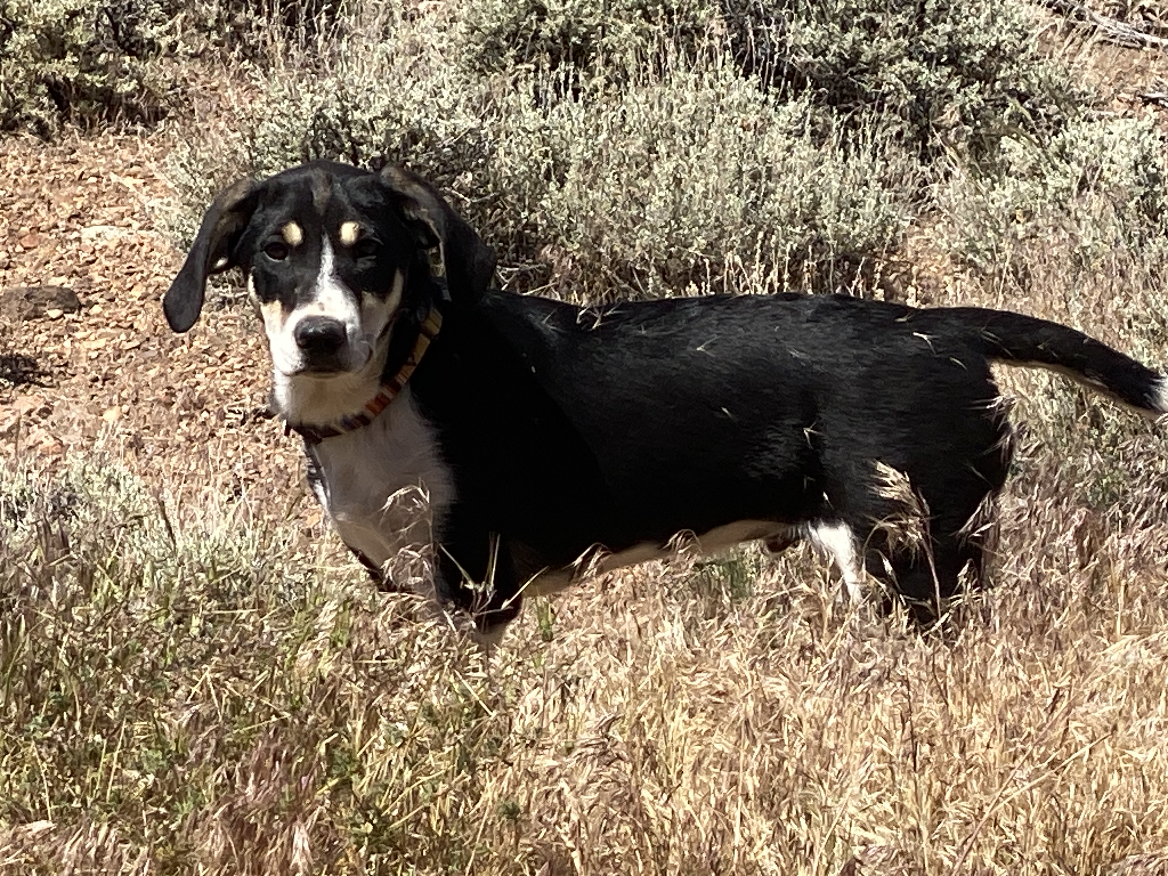 Trapper, Adopted, Puppy Male Labrador Retriever & Border Collie.