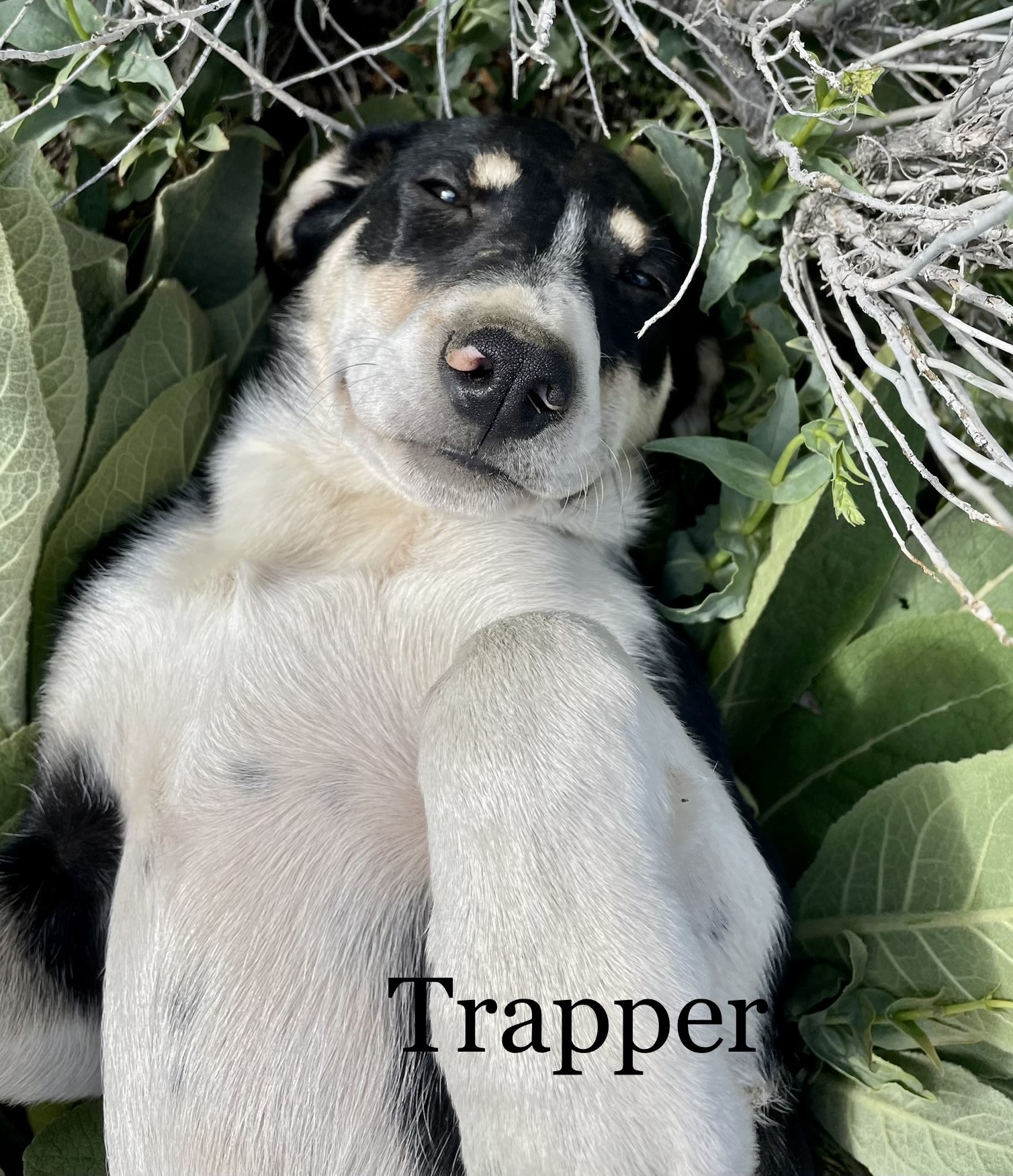 Trapper, a Adopted mixed breed in Gardnerville, NV image 2/5