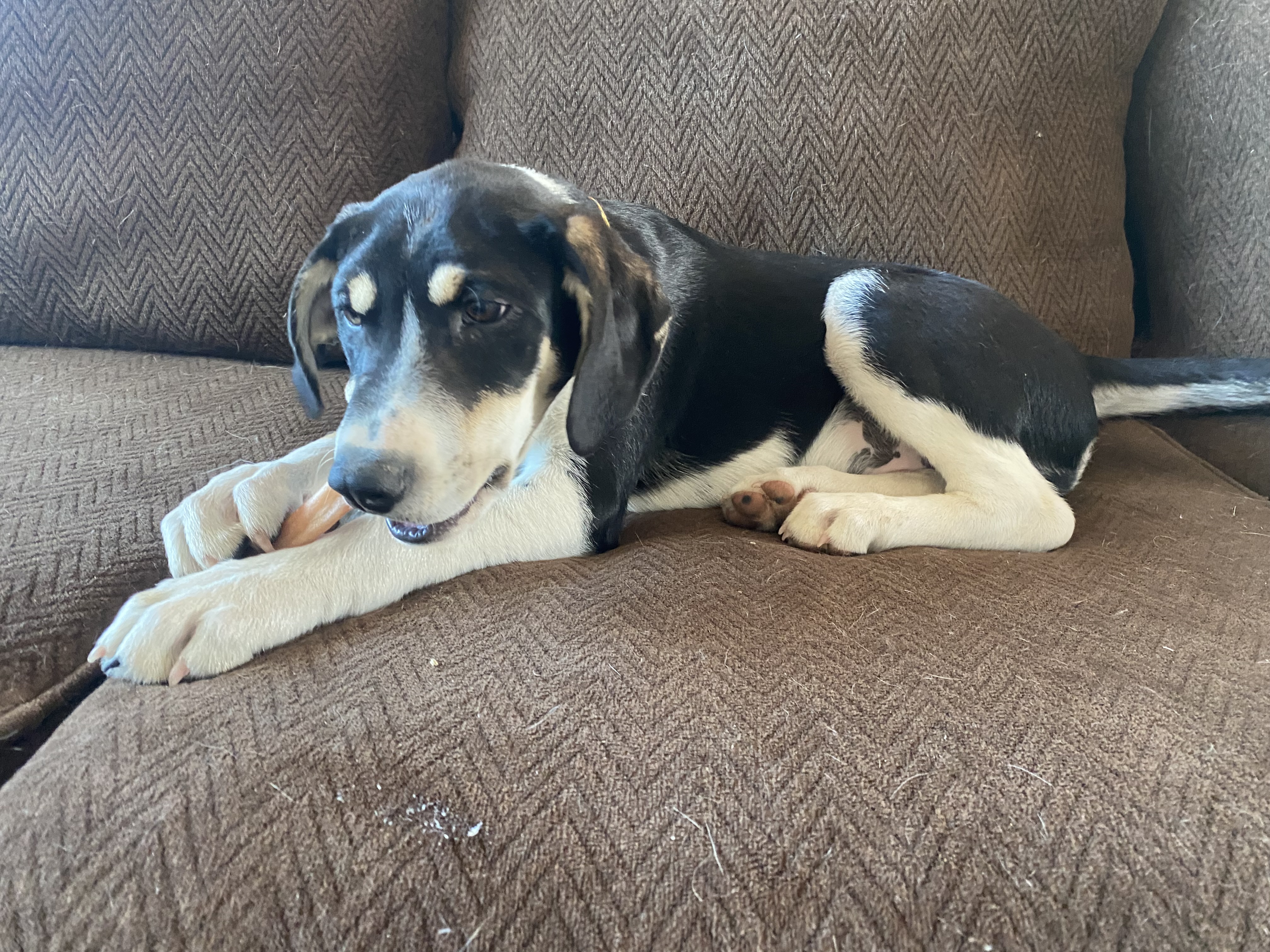 Trapper, a Adopted mixed breed in Gardnerville, NV image 3/5