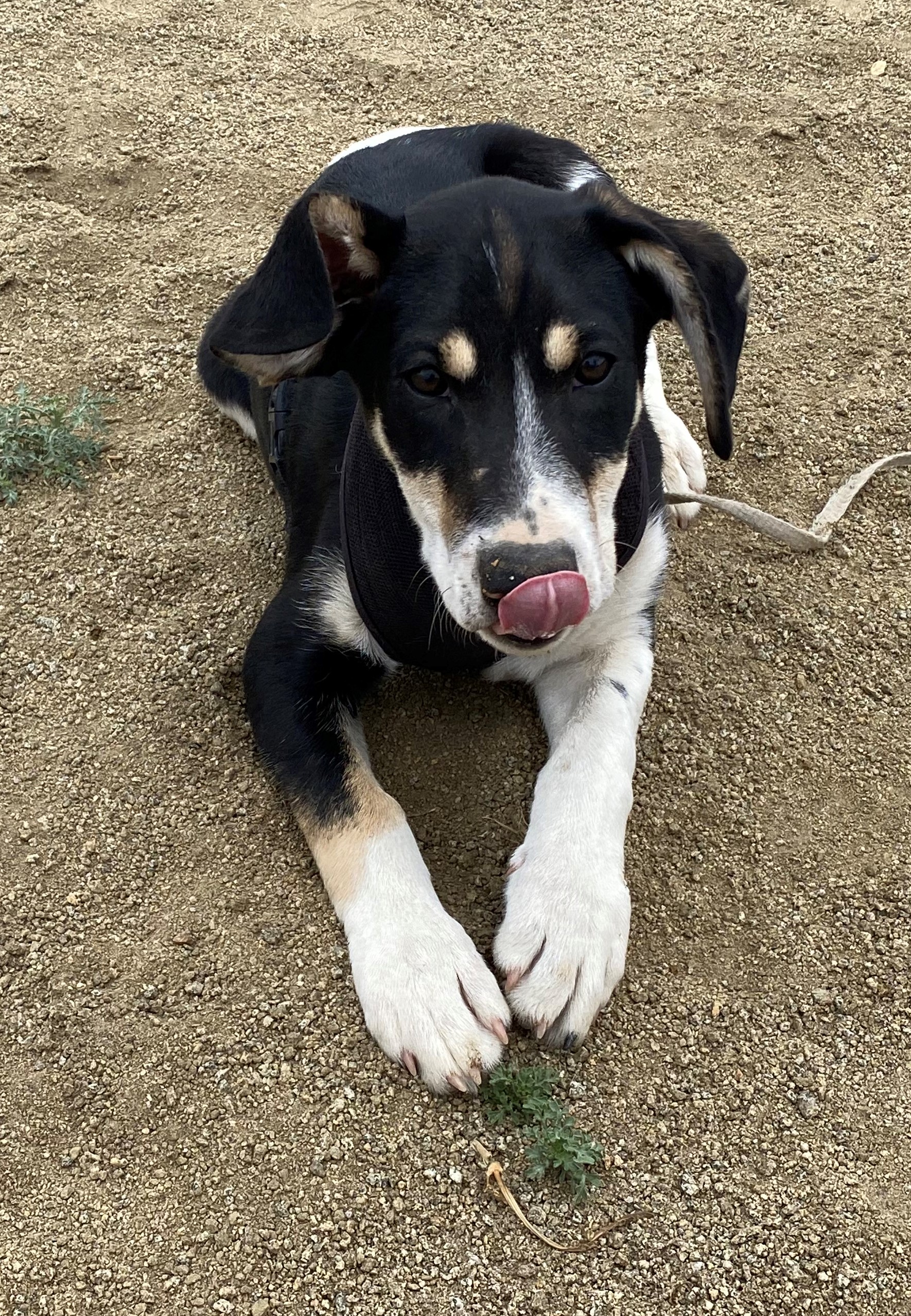 Trapper, a Adopted mixed breed in Gardnerville, NV image 4/5