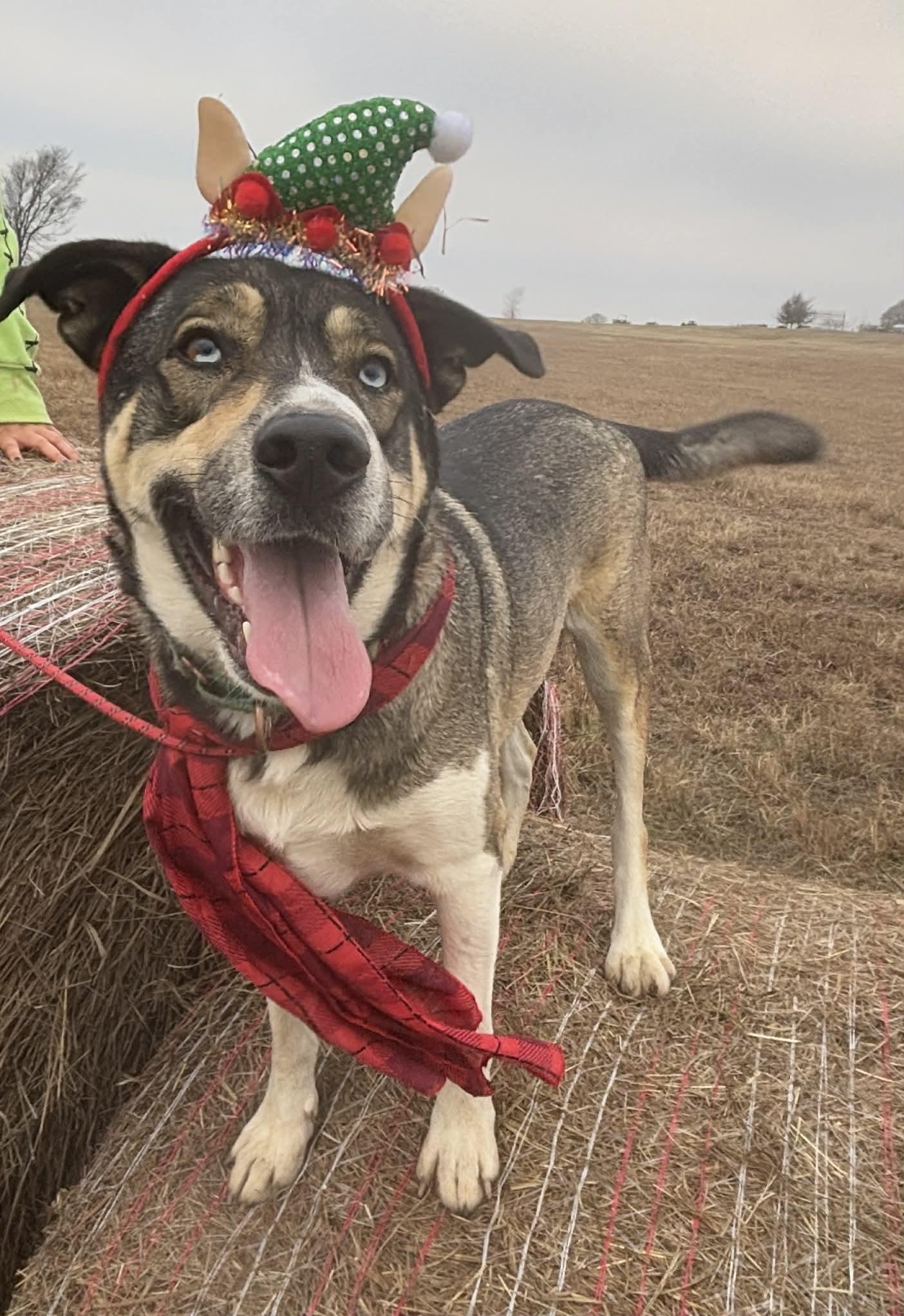 Enlarge Blue, a Adoptable mixed breed in Okemah, OK image 1/6
