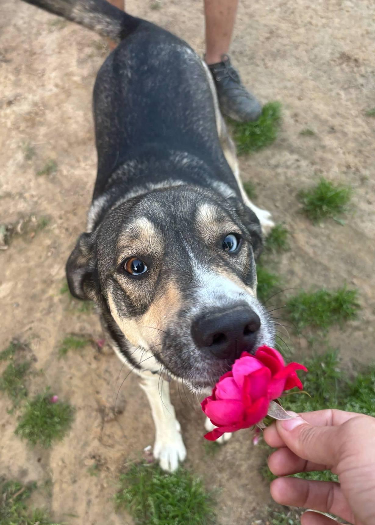Enlarge Blue, a Adoptable mixed breed in Okemah, OK image 3/6