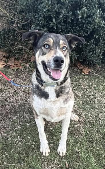 Blue, a Adoptable mixed breed in Okemah, OK image 1/6