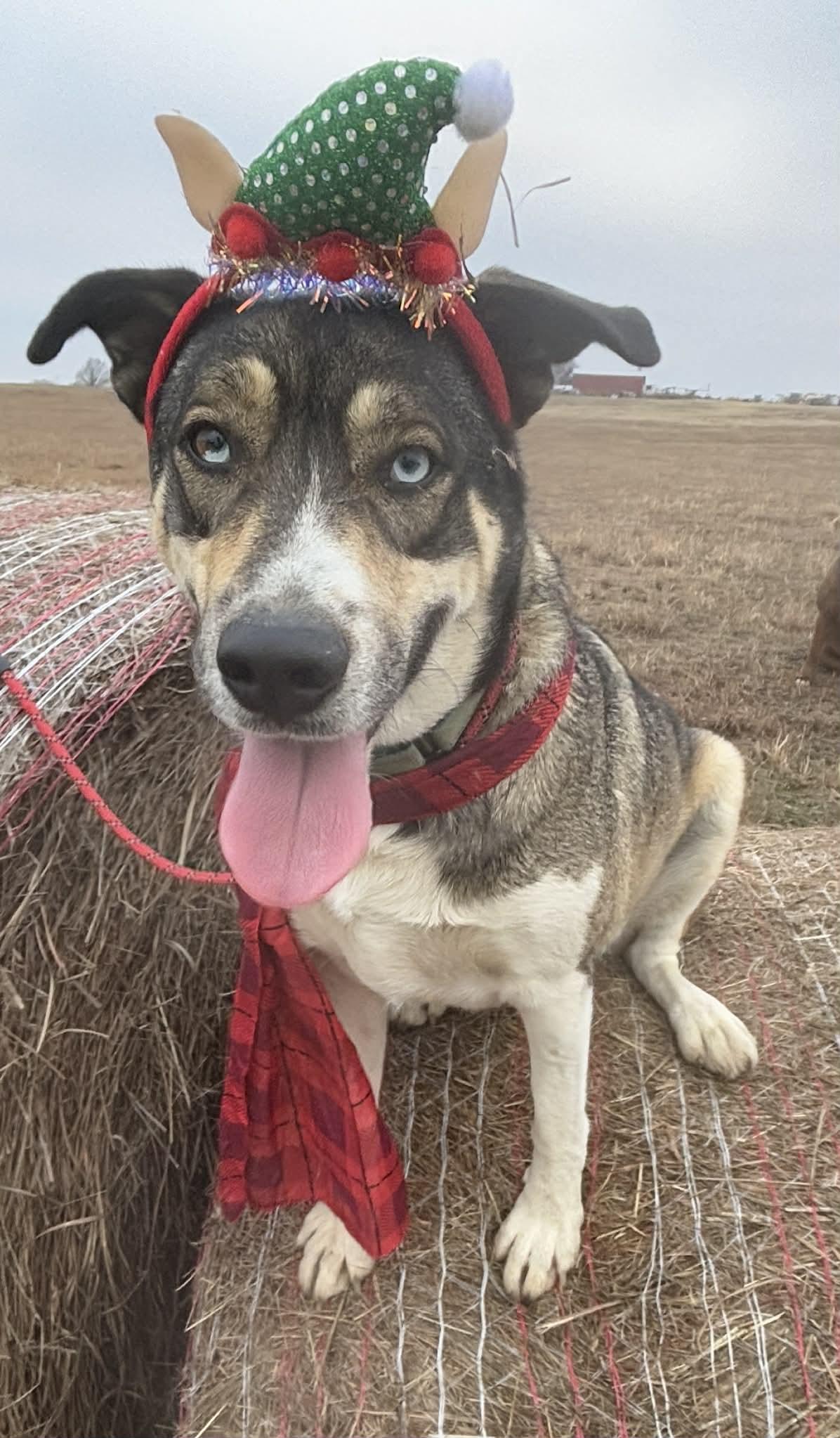 Enlarge Blue, a Adoptable mixed breed in Okemah, OK image 4/6