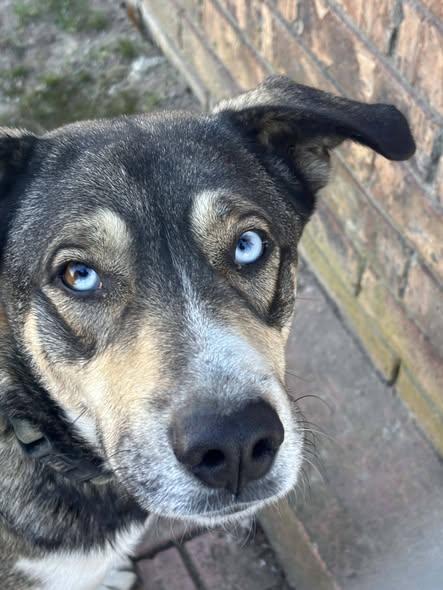 Blue, a Adoptable mixed breed in Okemah, OK image 2/6