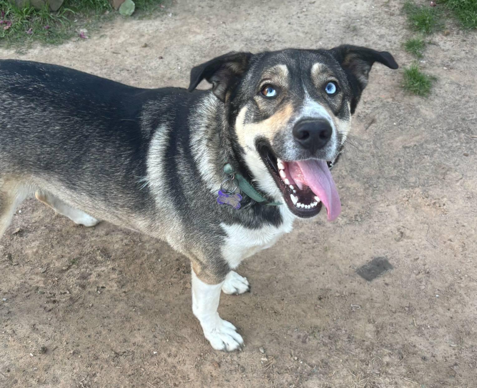 Enlarge Blue, a Adoptable mixed breed in Okemah, OK image 5/6