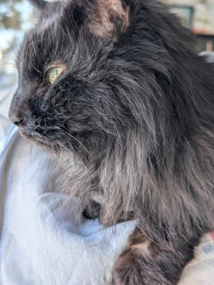 Enlarge Pie, a ADOPTABLE Domestic Medium Hair in Cranbrook, BC image 1/2