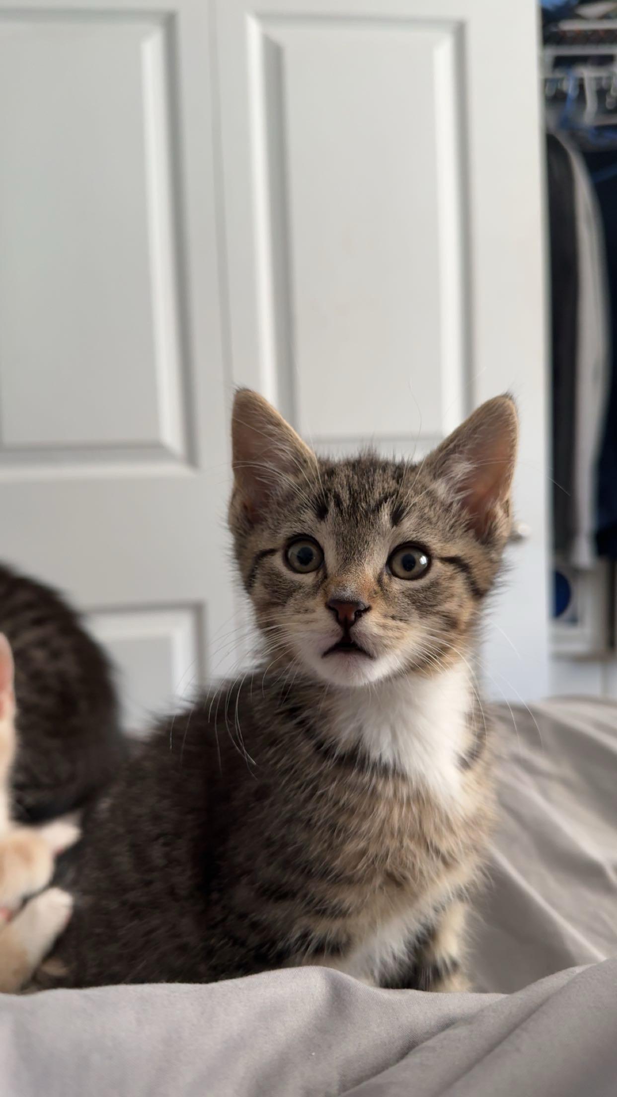 Chonk (Dixie D), an adopted Domestic Short Hair in Warminster, PA image 4/6