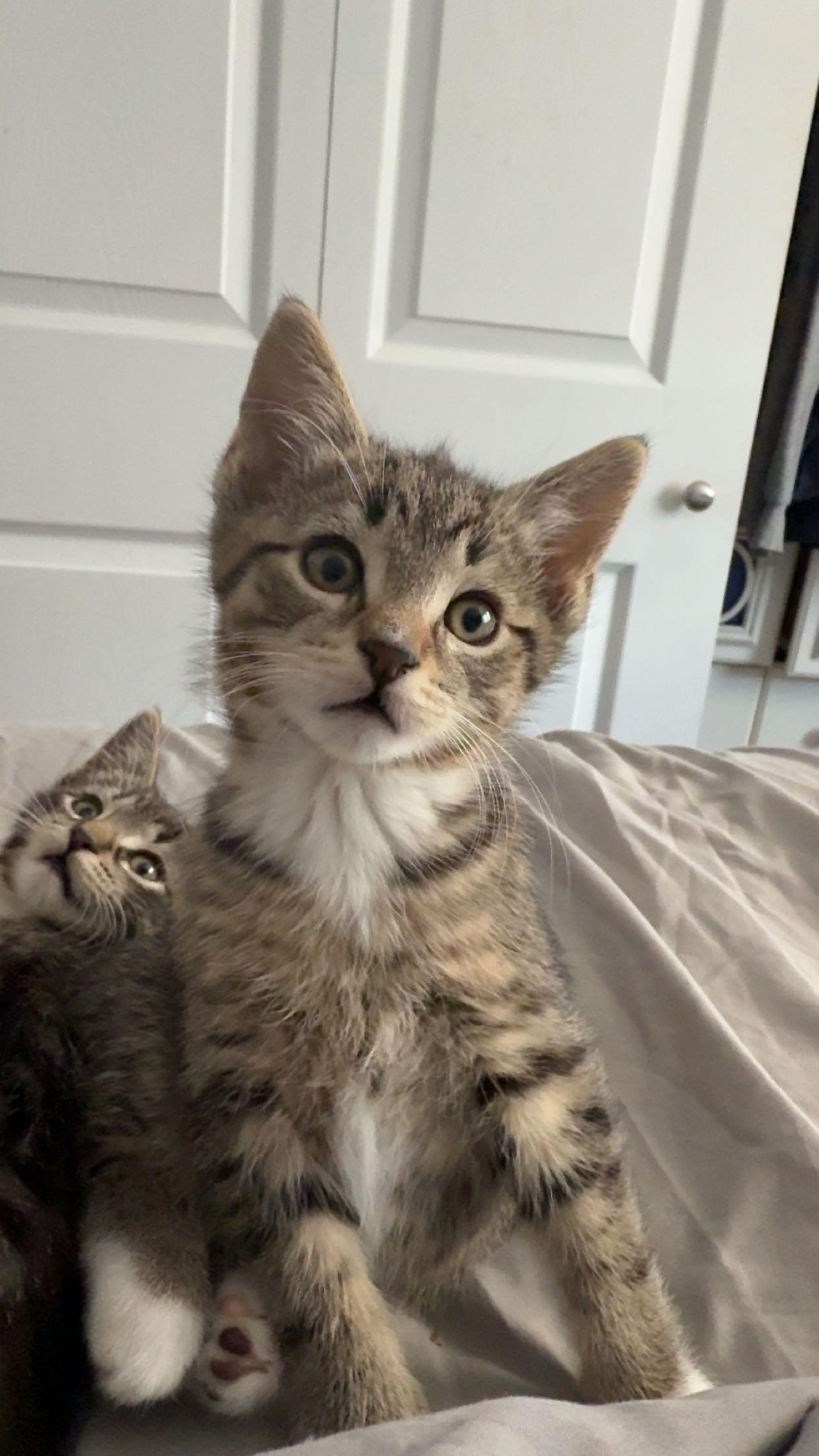 Chonk (Dixie D), an adopted Domestic Short Hair in Warminster, PA image 3/6