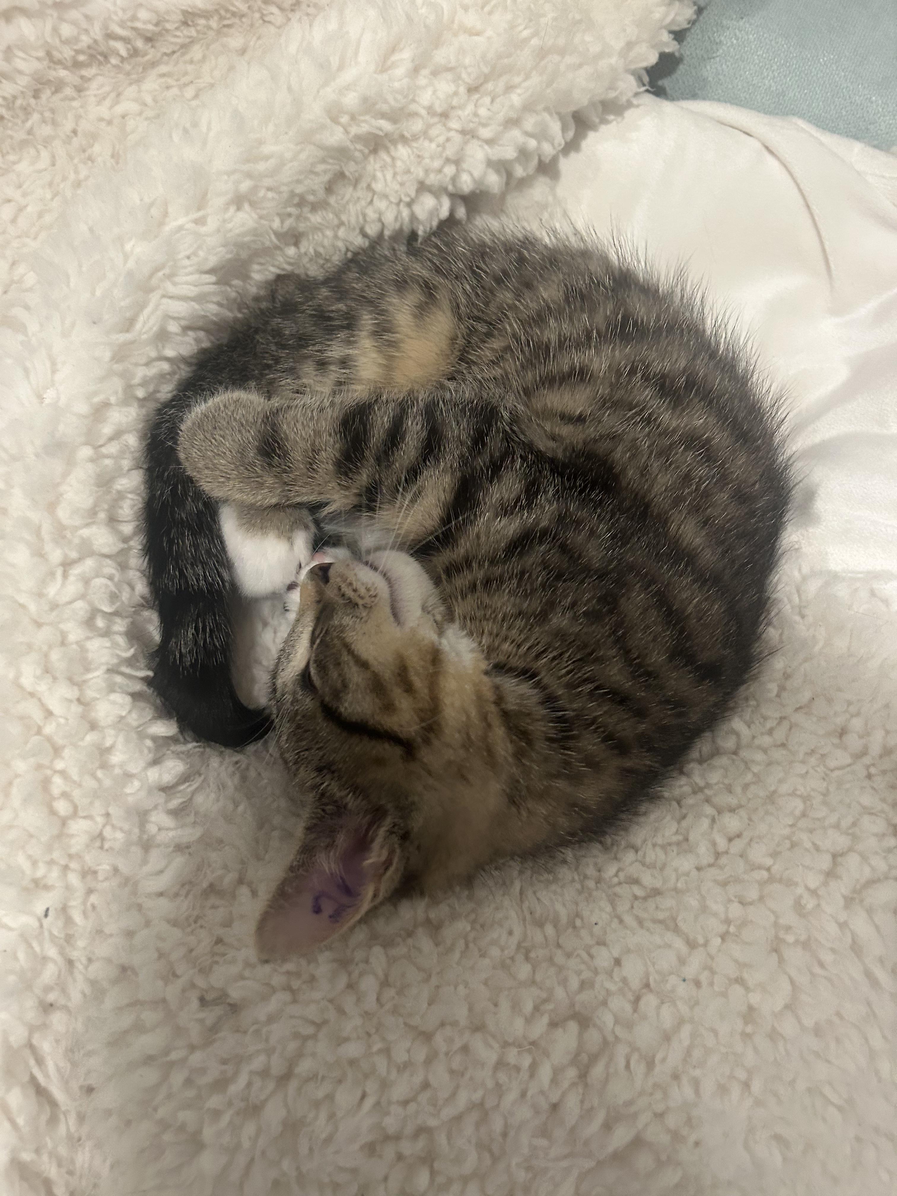 Chonk (Dixie D), an adopted Domestic Short Hair in Warminster, PA image 6/6