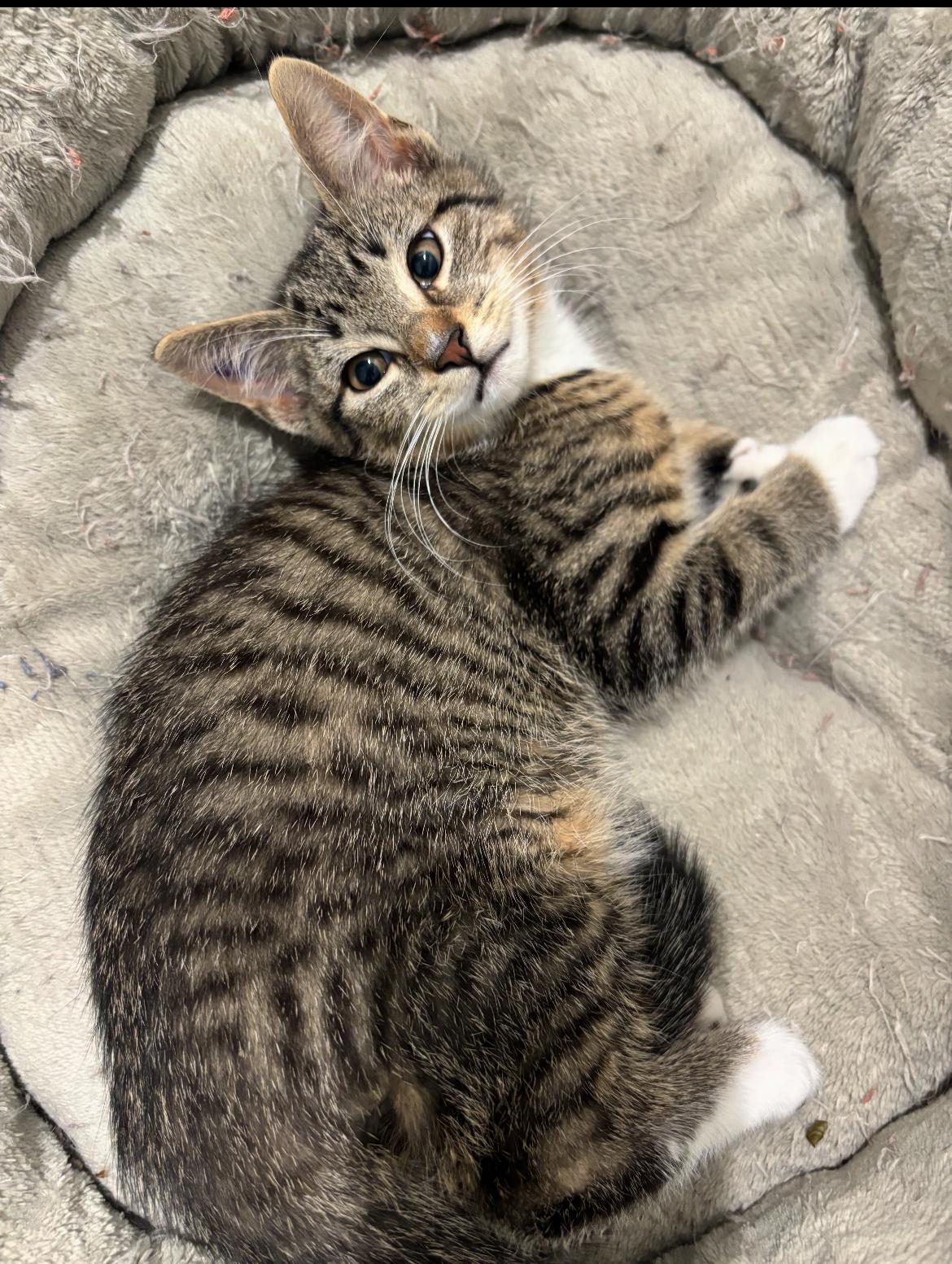 Chonk (Dixie D), an adopted Domestic Short Hair in Warminster, PA image 1/6