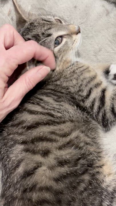 Enlarge Chonk (Dixie D), an adopted Domestic Short Hair in Warminster, PA video 5/6