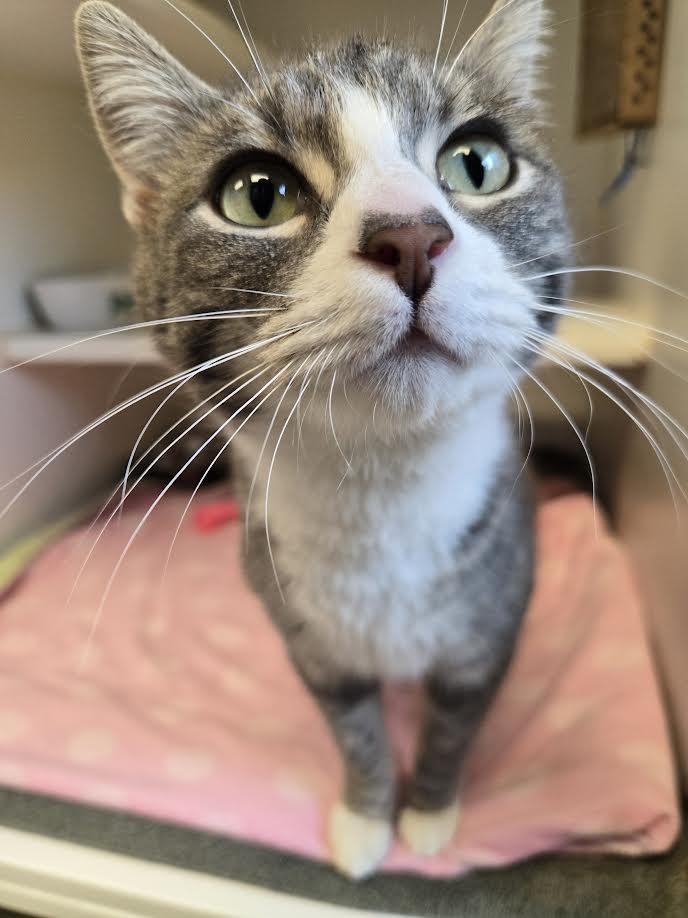 Ily, an adopted mixed breed in Bellingham, WA image 3/5