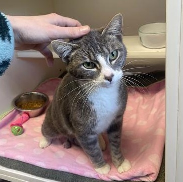 Ily, an adopted mixed breed in Bellingham, WA image 4/5