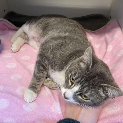 Ily, an adopted mixed breed in Bellingham, WA image 5/5