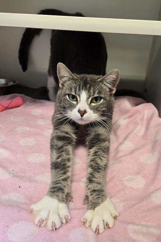 Ily, an adopted mixed breed in Bellingham, WA image 2/5