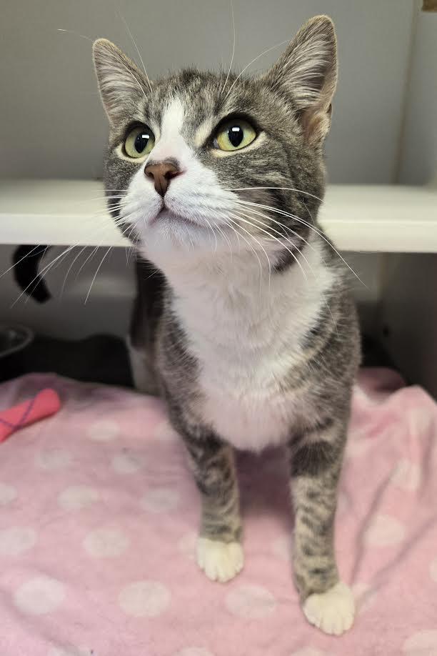 Ily, adopted, Young Female Domestic Short Hair.