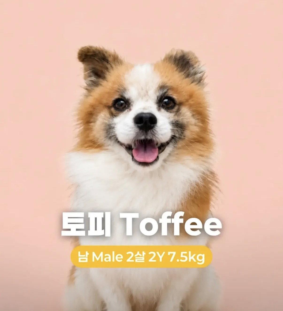 TOFFEE, Adoptable, Young Male Pomeranian.