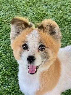 TOFFEE, Adoptable, Young Male Pomeranian.