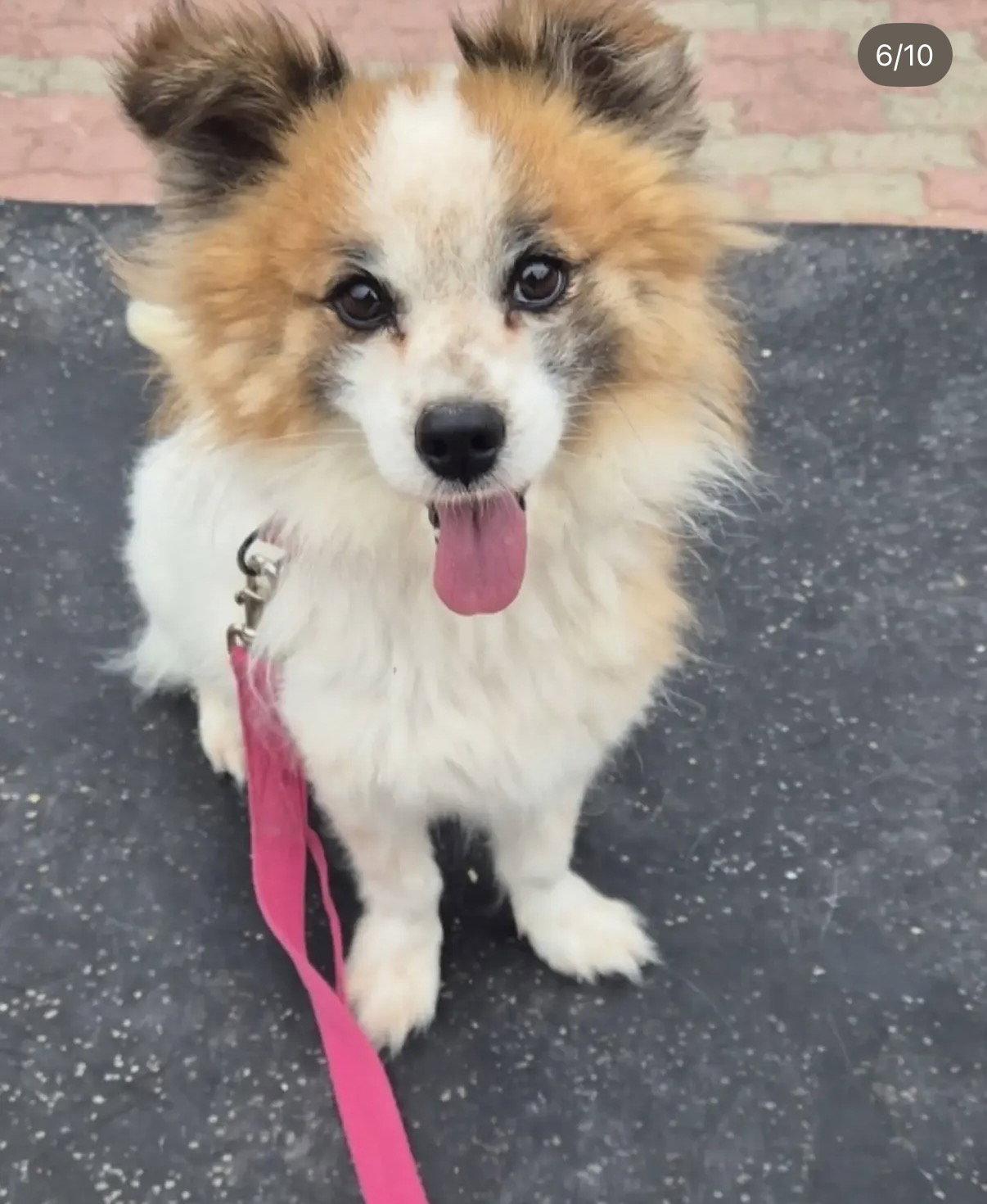 Enlarge TOFFEE, a Adoptable Pomeranian in Agoura Hills, CA image 3/3